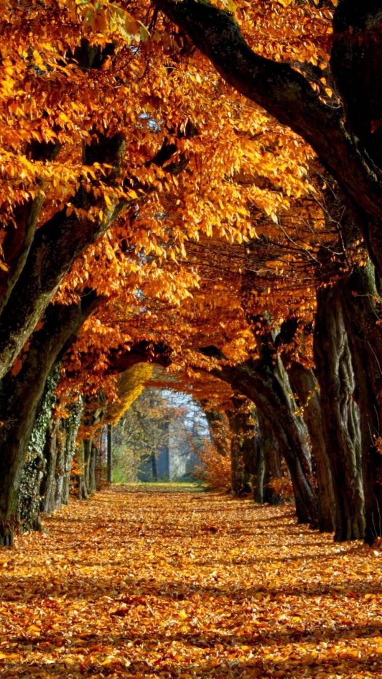 750x1334 Download Keep Your Phone Stylish This Fall Wallpaper