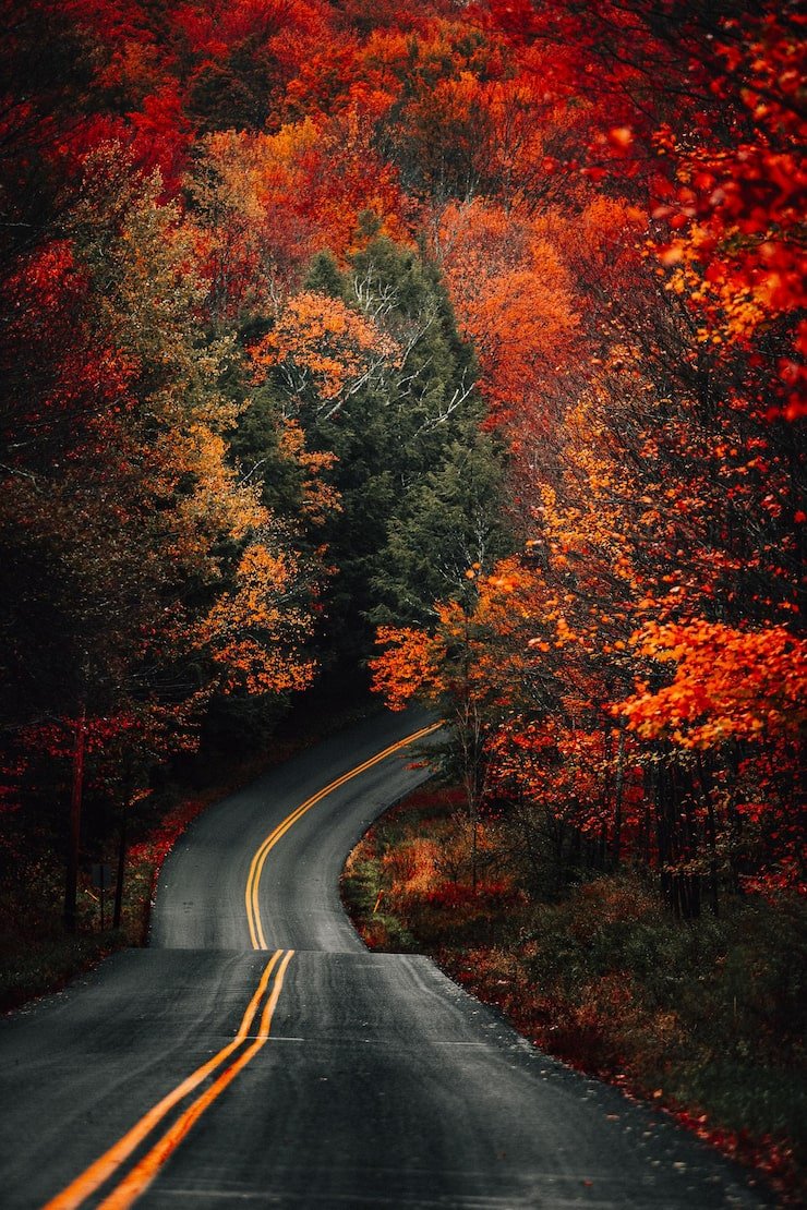 740x1110 Fall iphone wallpaper Image