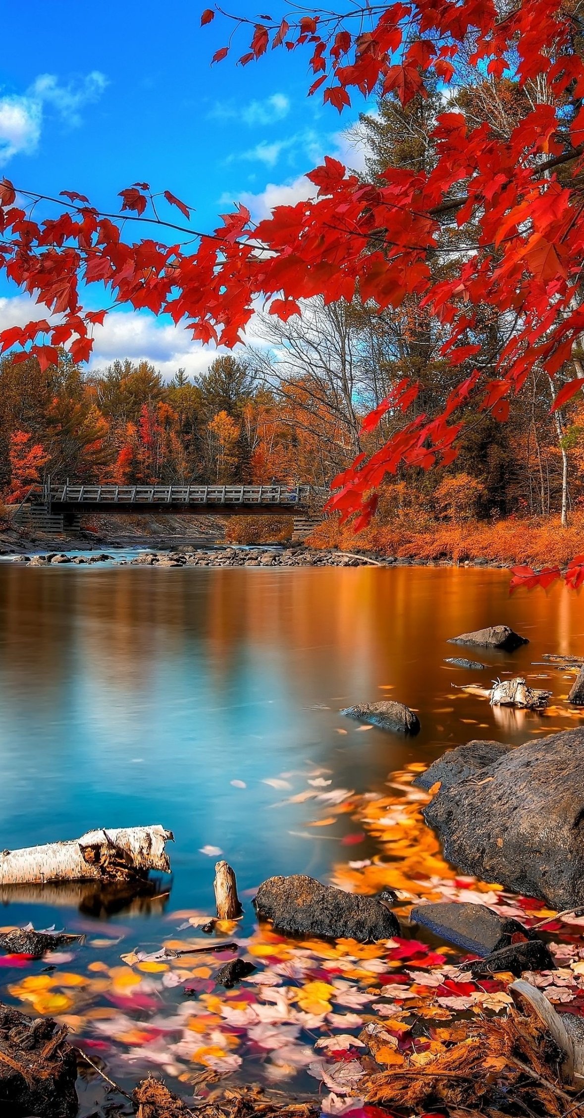 1179x2256 Fall 4k Phone Wallpaper