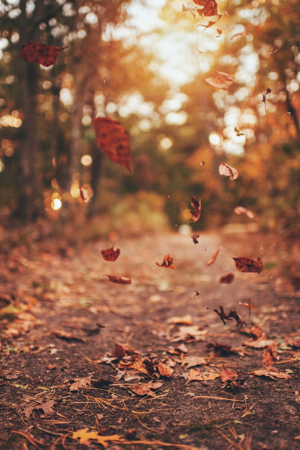1000x1500 Autumn Season Phone Wallpaper
