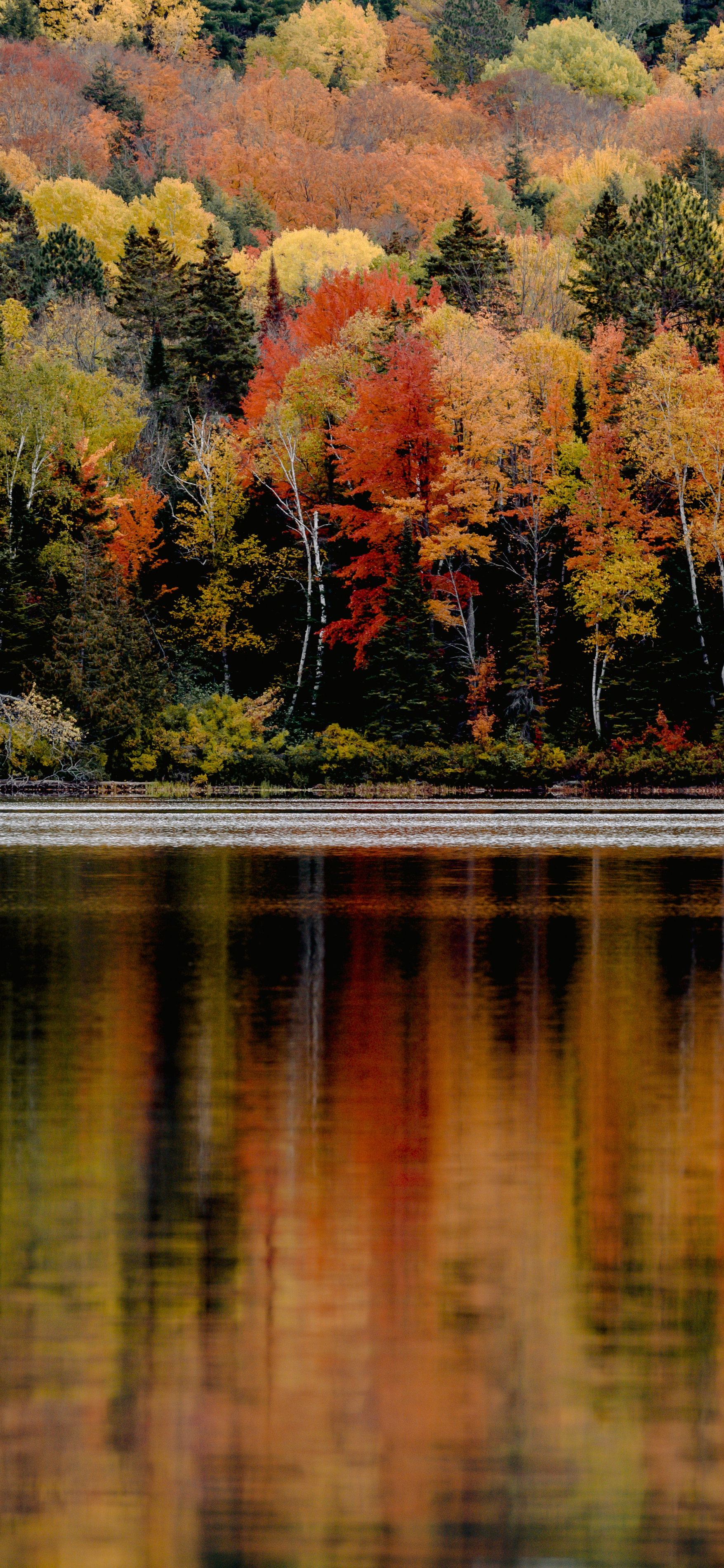 1755x3798 Fall and Autumn Mobile Wallpaper