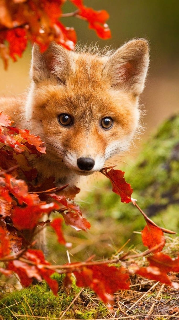 750x1334 Download Welcome the fall season with this cute phone wallpaper Wallpaper
