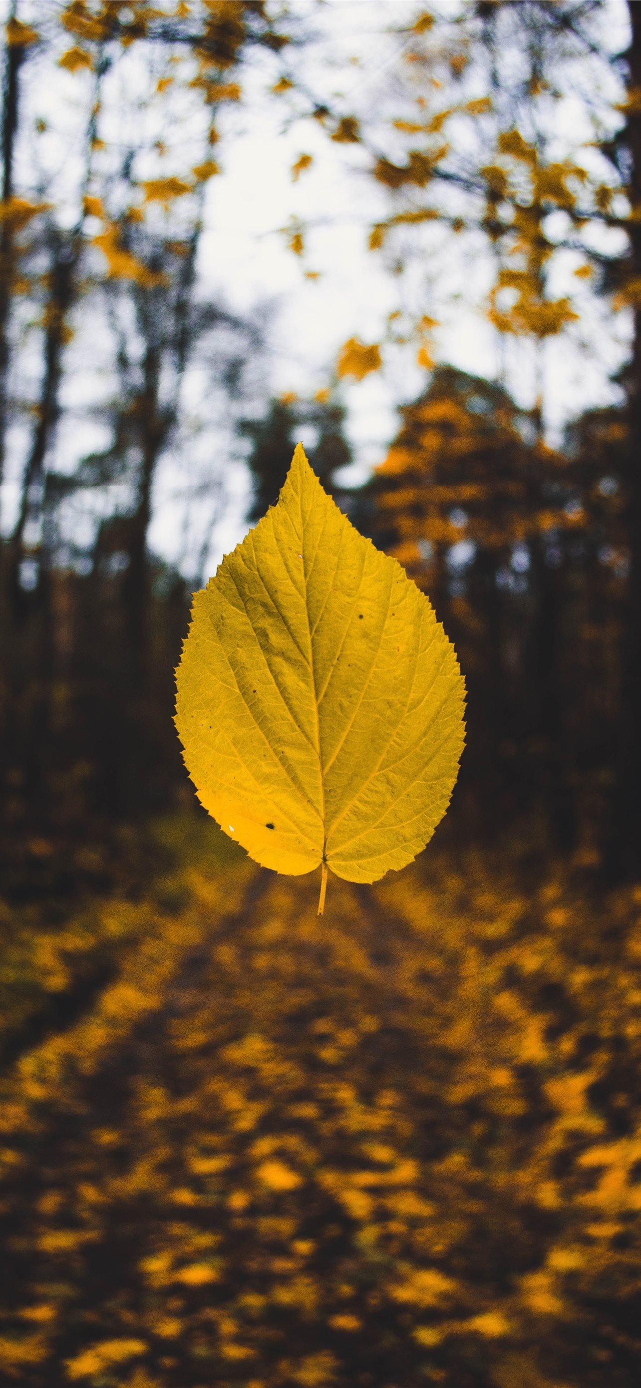 1284x2778 Fall Phone 093 iPhone Wallpaper Free Download