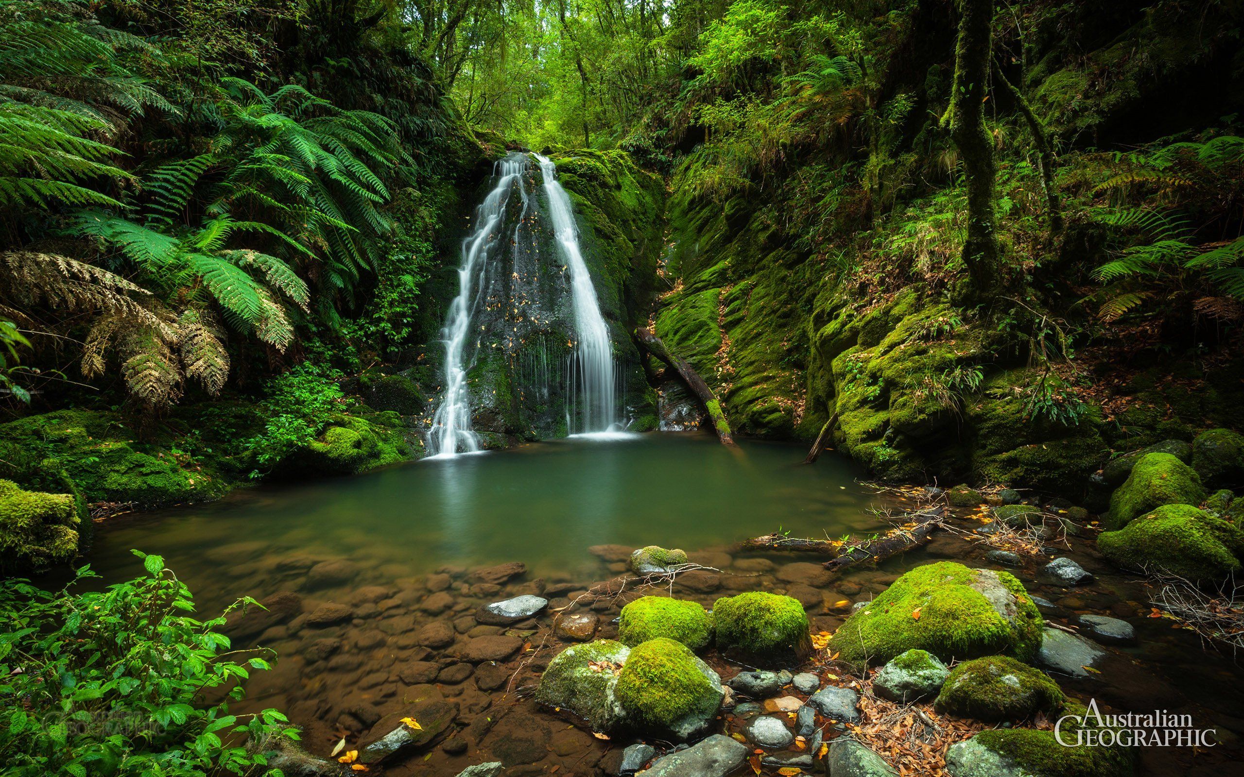 2560x1600 Celebrate St Patrick's Day with these gorgeous green photo