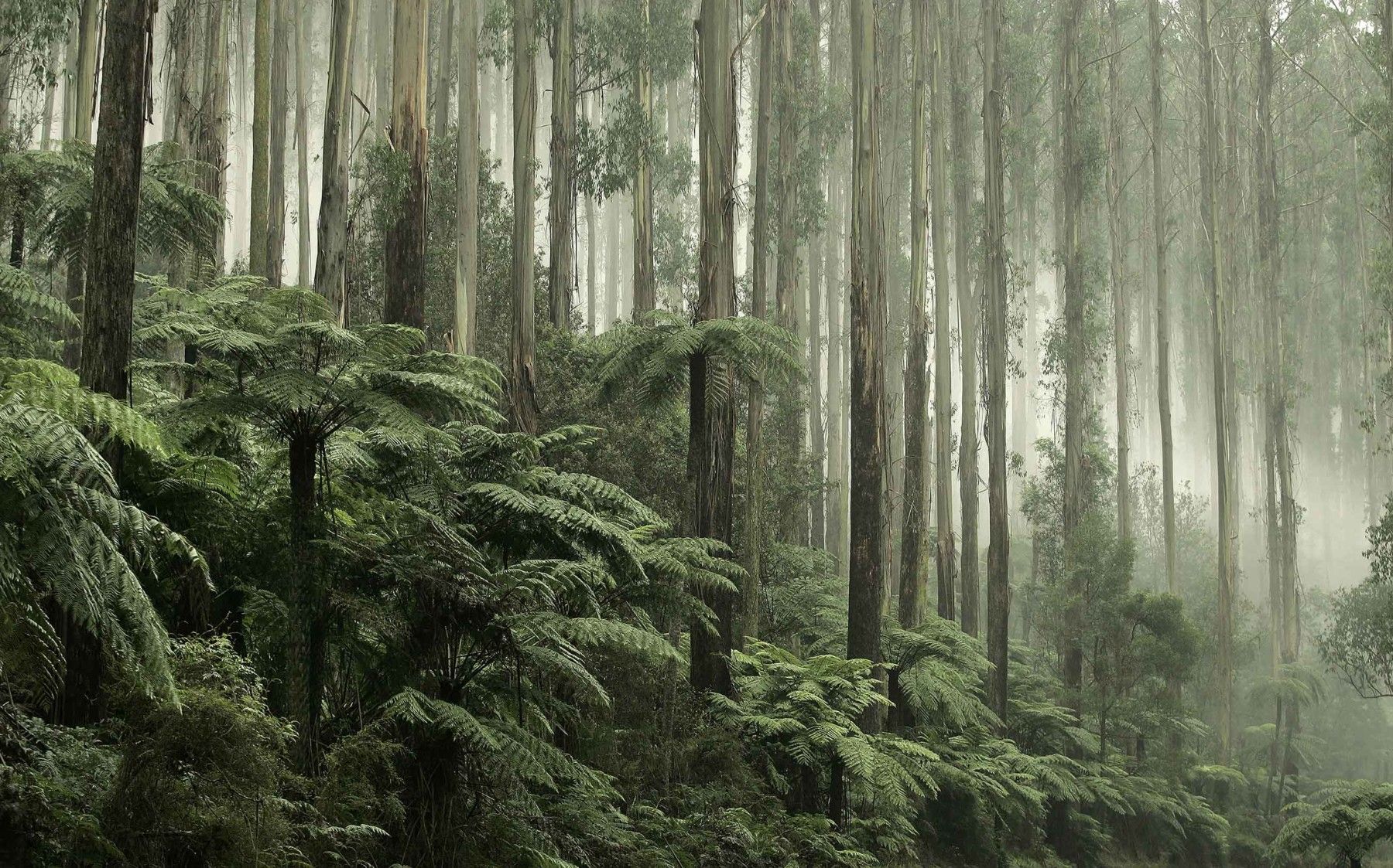1800x1123 Australian Rainforest