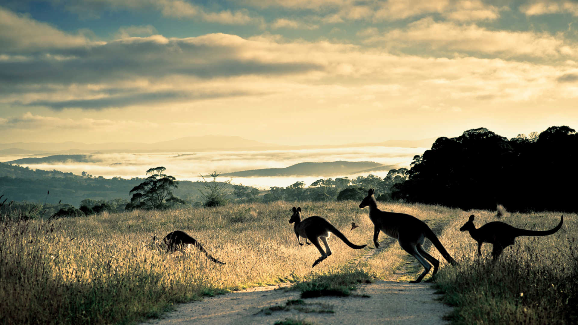 1920x1080 What Makes Australia the Perfect Place for Wildlife Holidays