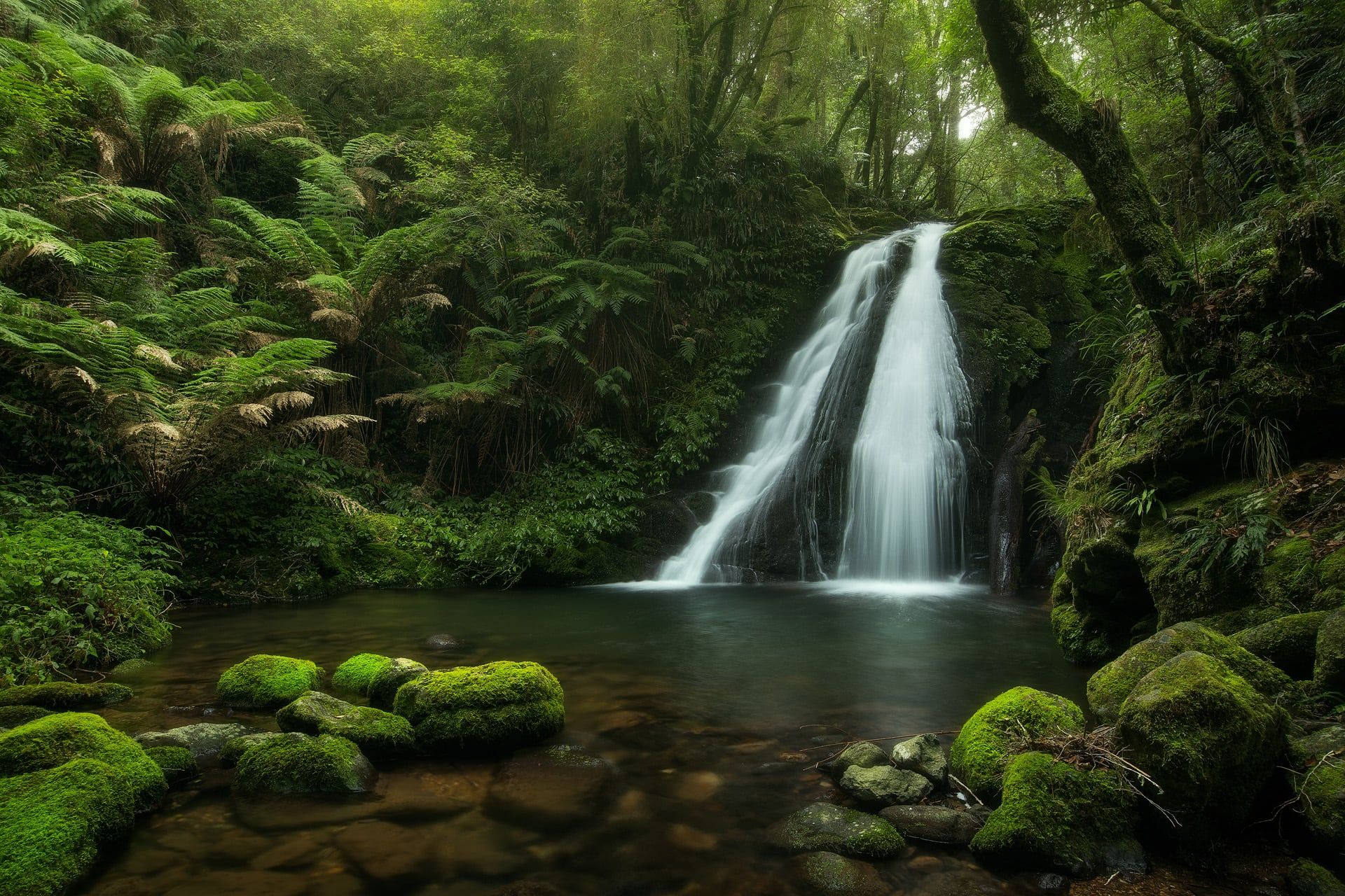 1920x1280 Photographing the forests