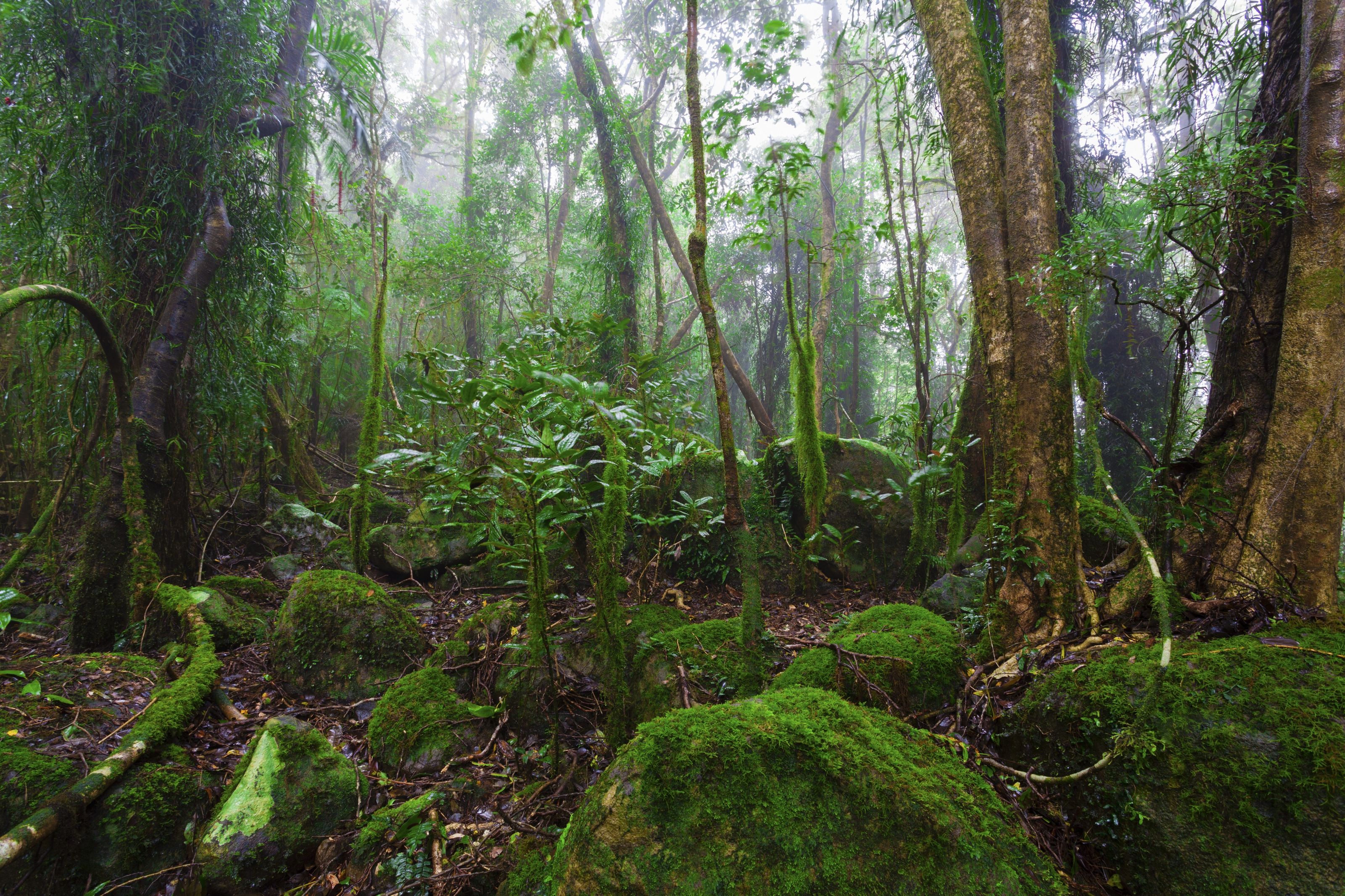 3200x2133 Lush Australian Rainforest Wall Mural
