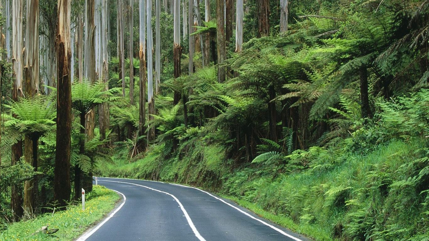 1366x768 Australia Yarra Ranges National Park roadnforest wallpaper