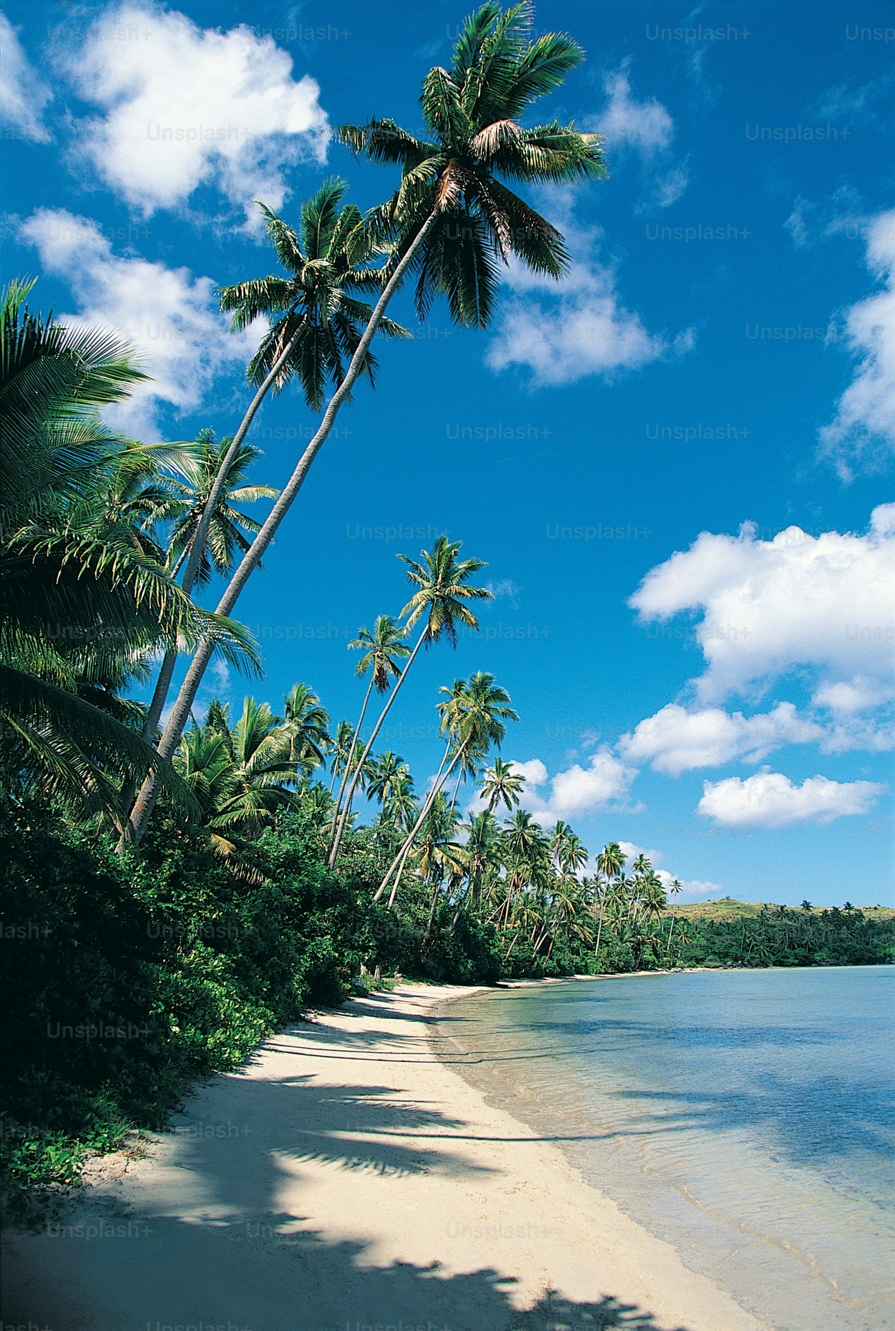 3000x4462 Goa Beach Picture. Download Free Image