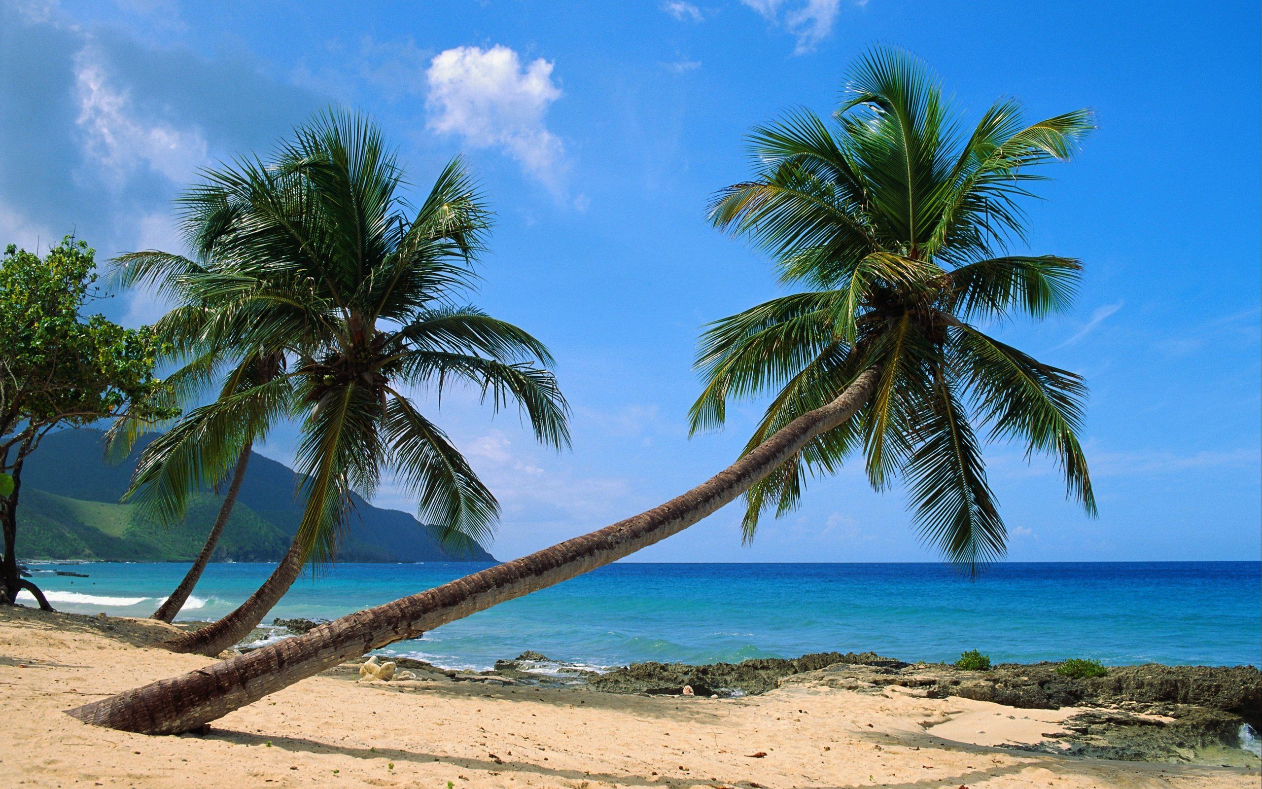 2560x1600 Wallpaper Palm Tree on Beach Shore During Daytime, Background Free Image