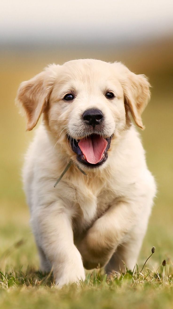 736x1314 Discover 7 Dog wallpaper and cute dogs ideas. dog wallpaper, dogs, puppies and more