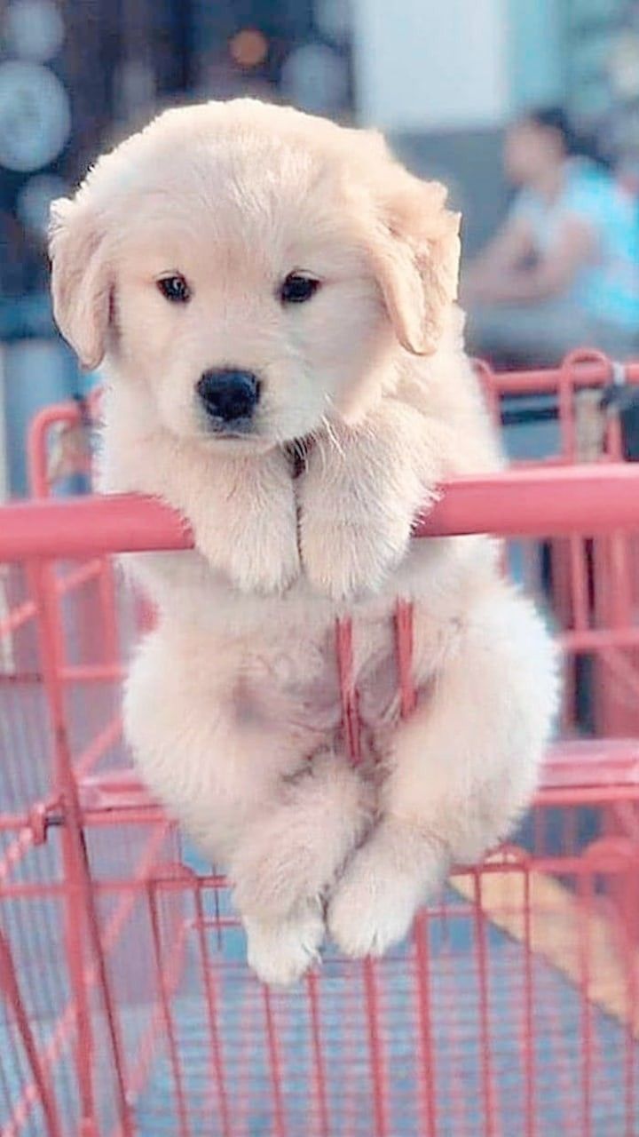 720x1280 Pin em Animals beautiful en 2022. Cachorros adorables, Mascotas bonitas, Animal doméstico