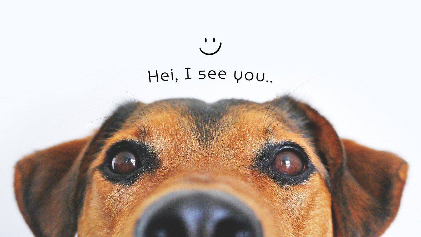 1600x900 Free and customizable dog wallpaper templates