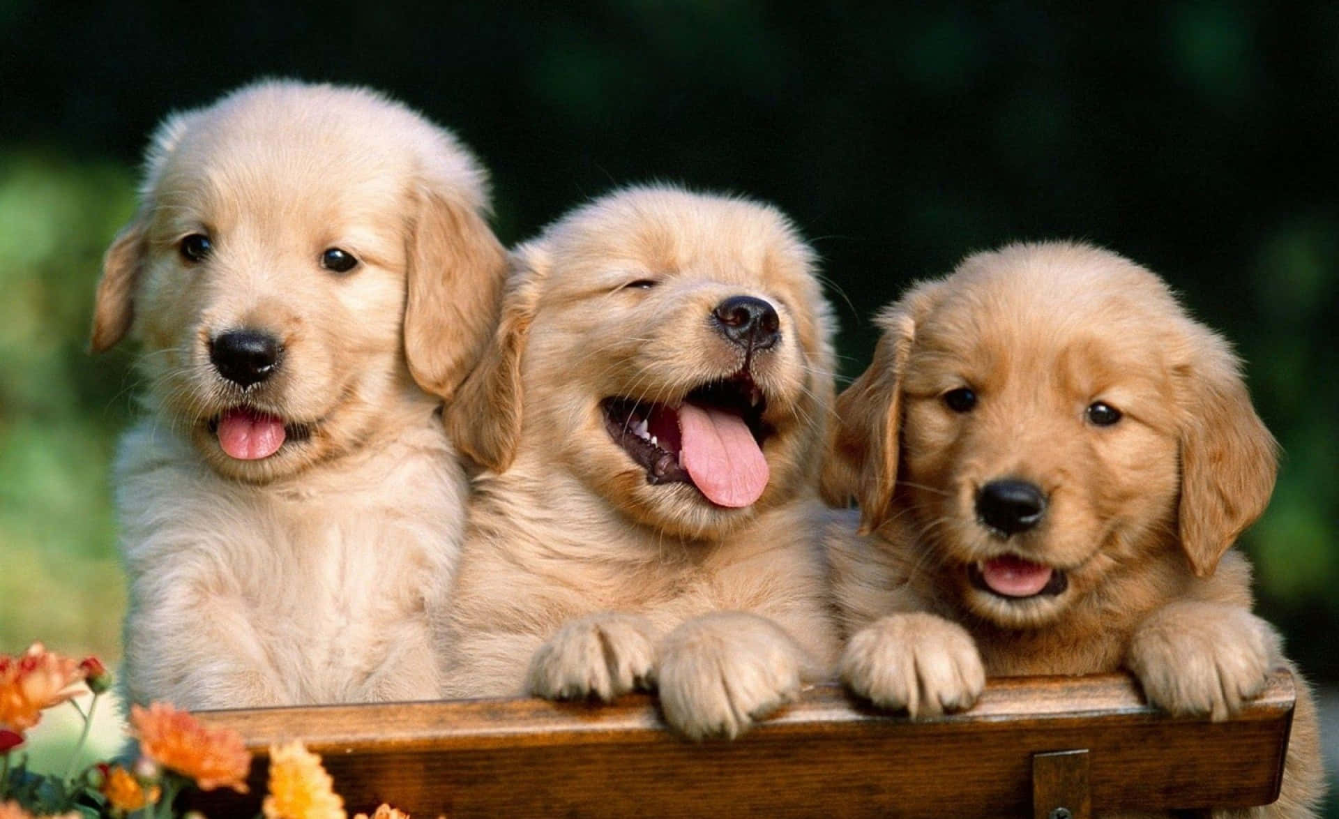1920x1174 Cute Aesthetic Dog Picture