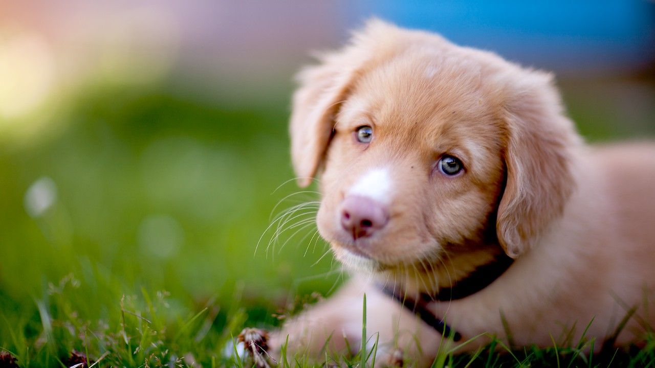 1280x720 Cute Puppy Wallpaper and Dog Tips on Amazon Appstore