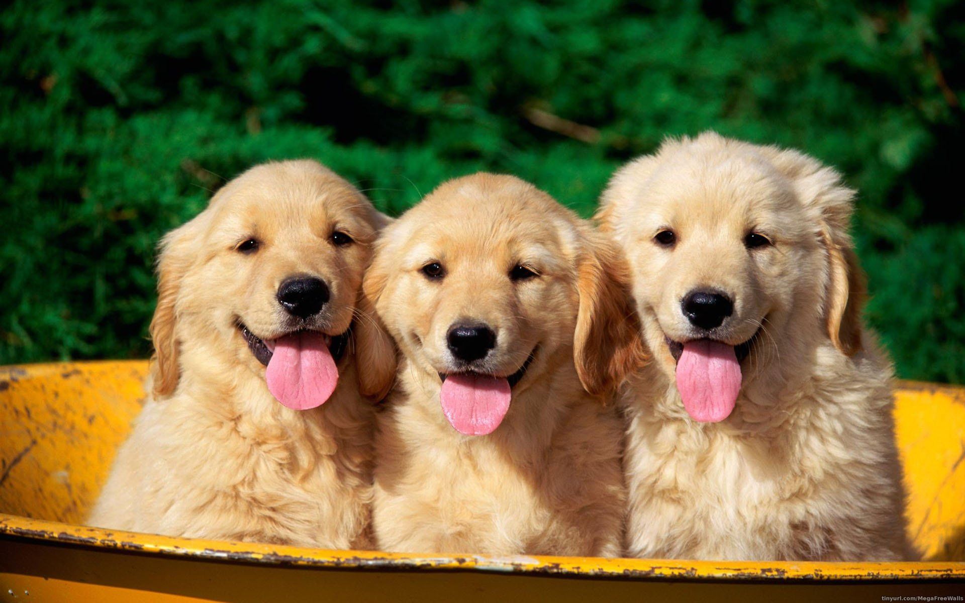1920x1200 Adorable Golden Retriever Puppies
