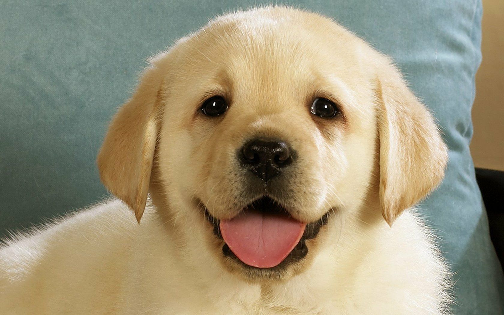 1680x1050 Adorable Dog HD Wallpaper: Joyful Puppy Smile