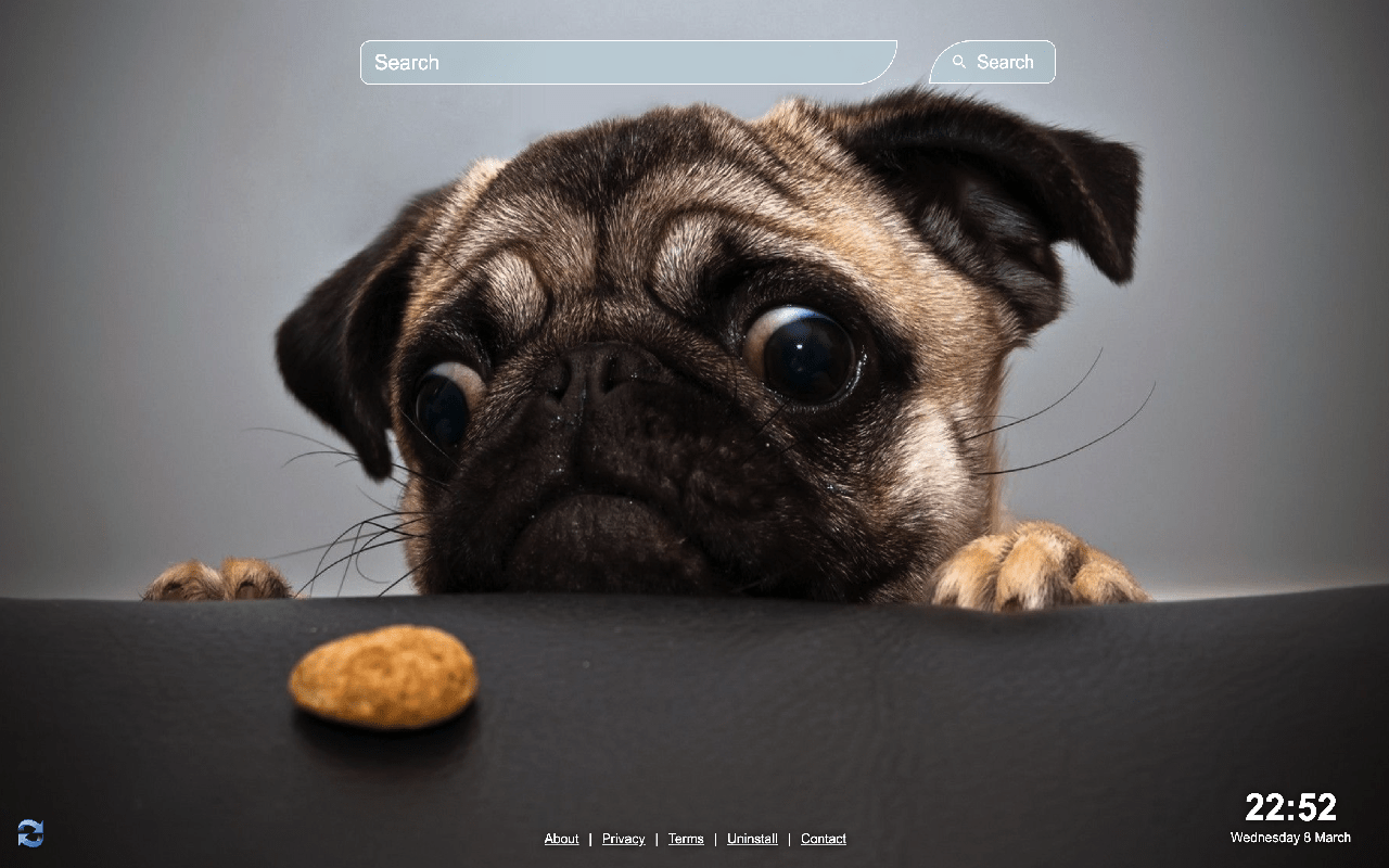 1280x800 Cute Dogs Wallpaper Web Store
