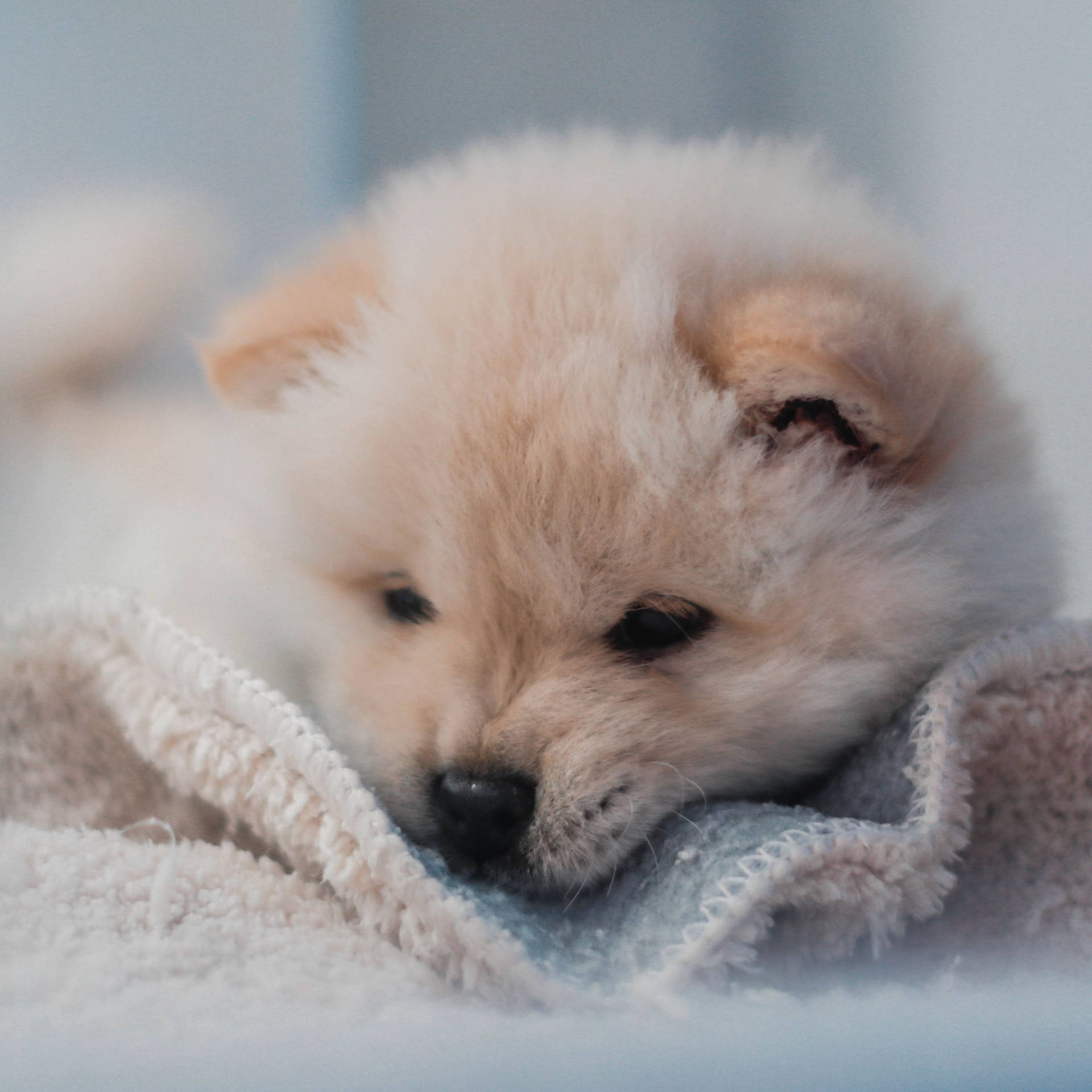 1920x1920 Dog Wallpaper