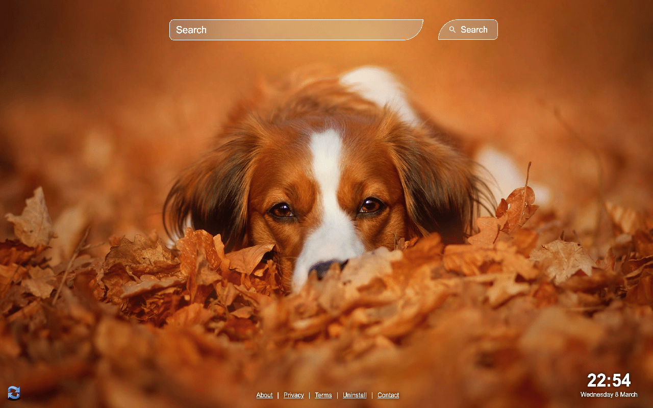 1280x800 Cute Dogs Wallpaper Web Store