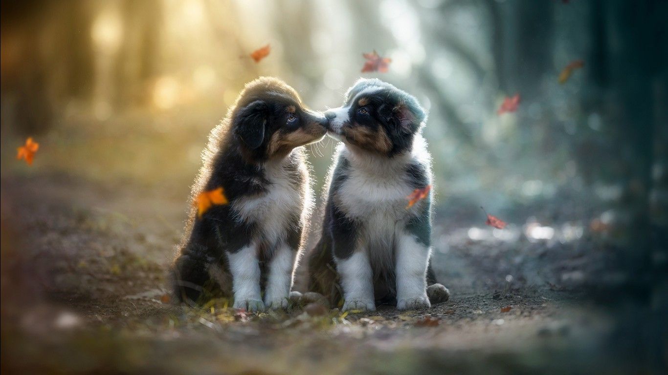 1366x768 Two Cute Puppies Are Kissing Each Other Sitting In Blur Forest Background HD Dog Wallpaper
