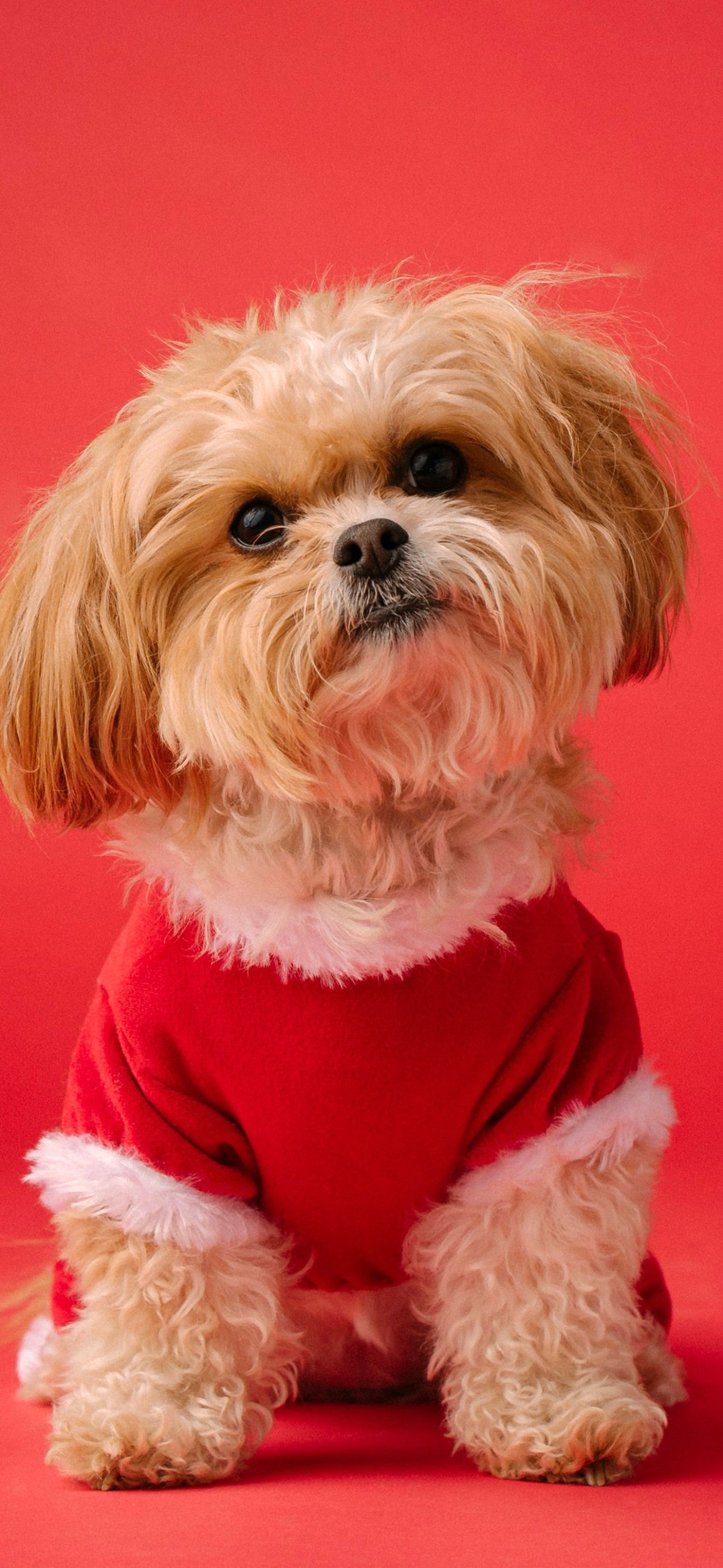 1290x2796 Shih Tzu Wallpaper 4K, Cute dog, Red aesthetic