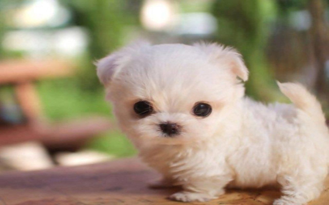 1280x800 Puppies live wallpaper and cutest baby dogs on Amazon Appstore