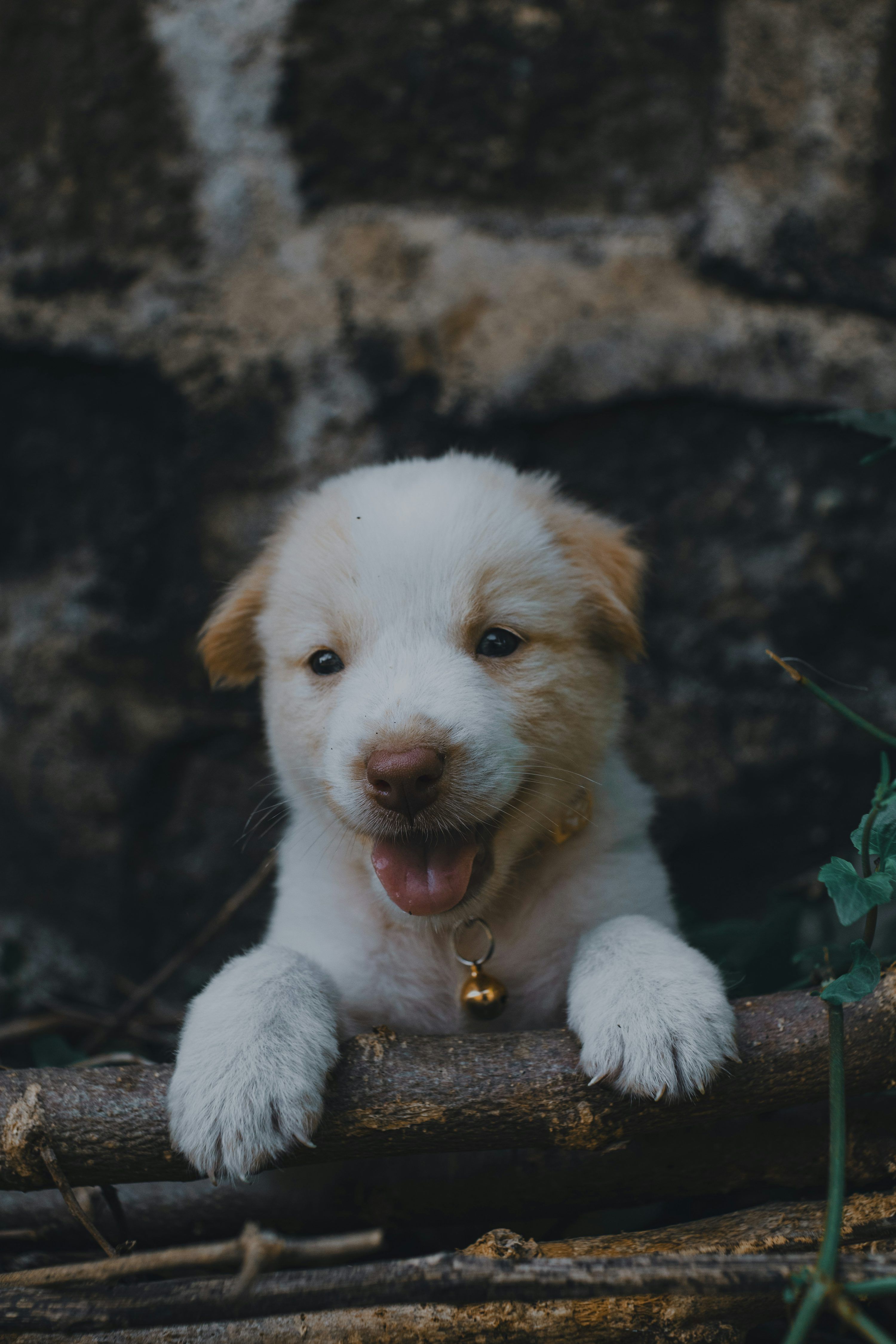 3000x4500 Cute Dog Wallpaper Picture. Download Free Image