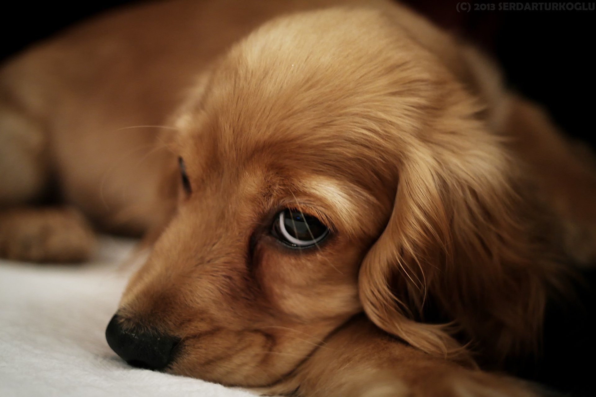 1920x1280 Adorable Dog at Rest