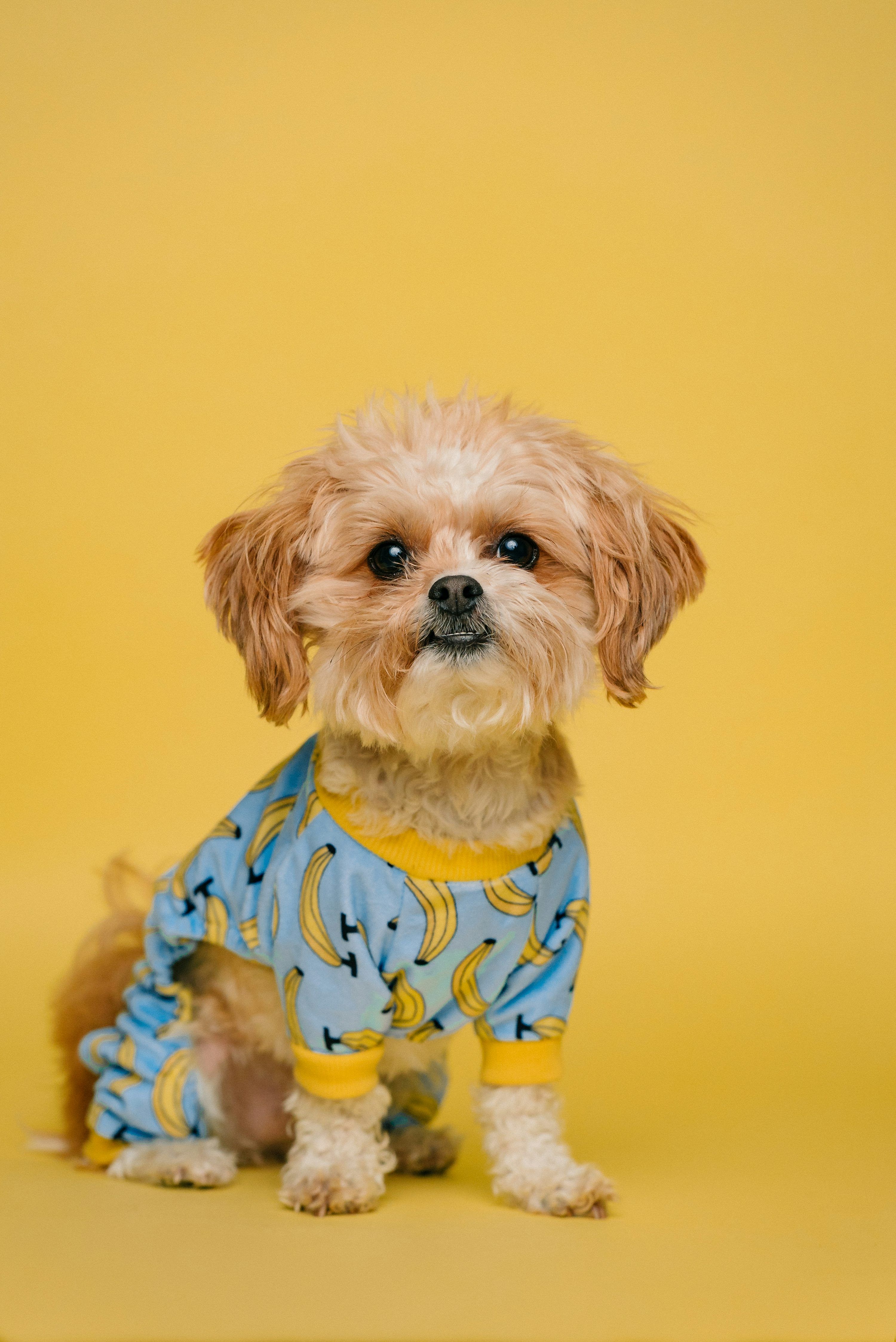3000x4492 Dog Cute Picture. Download Free Image