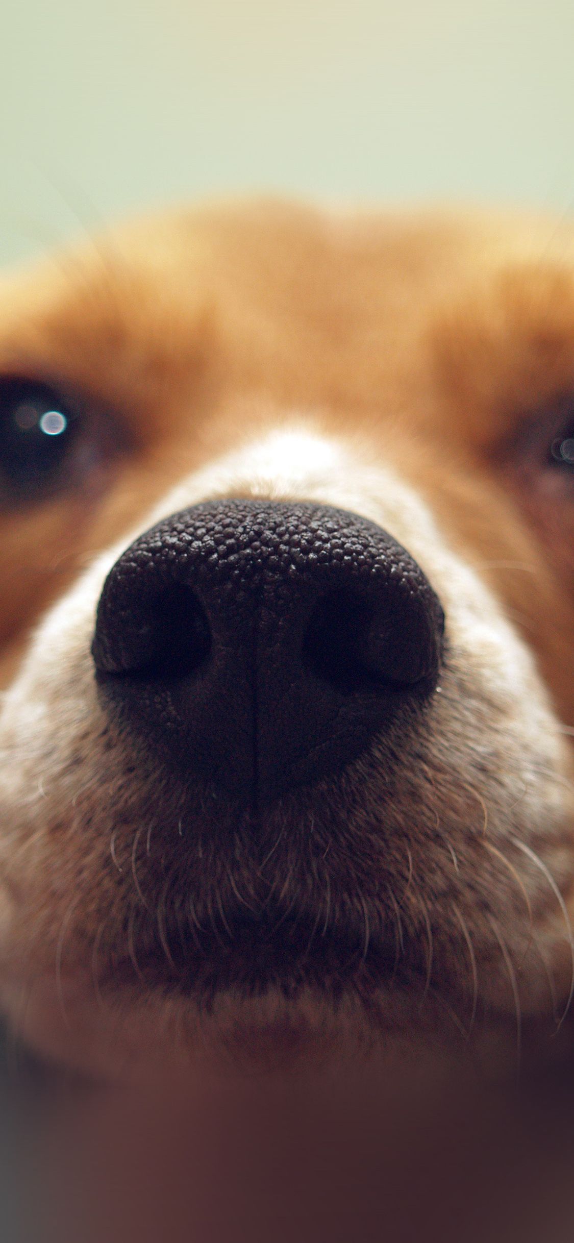 1125x2436 iPhone X wallpaper. cute dog animal face