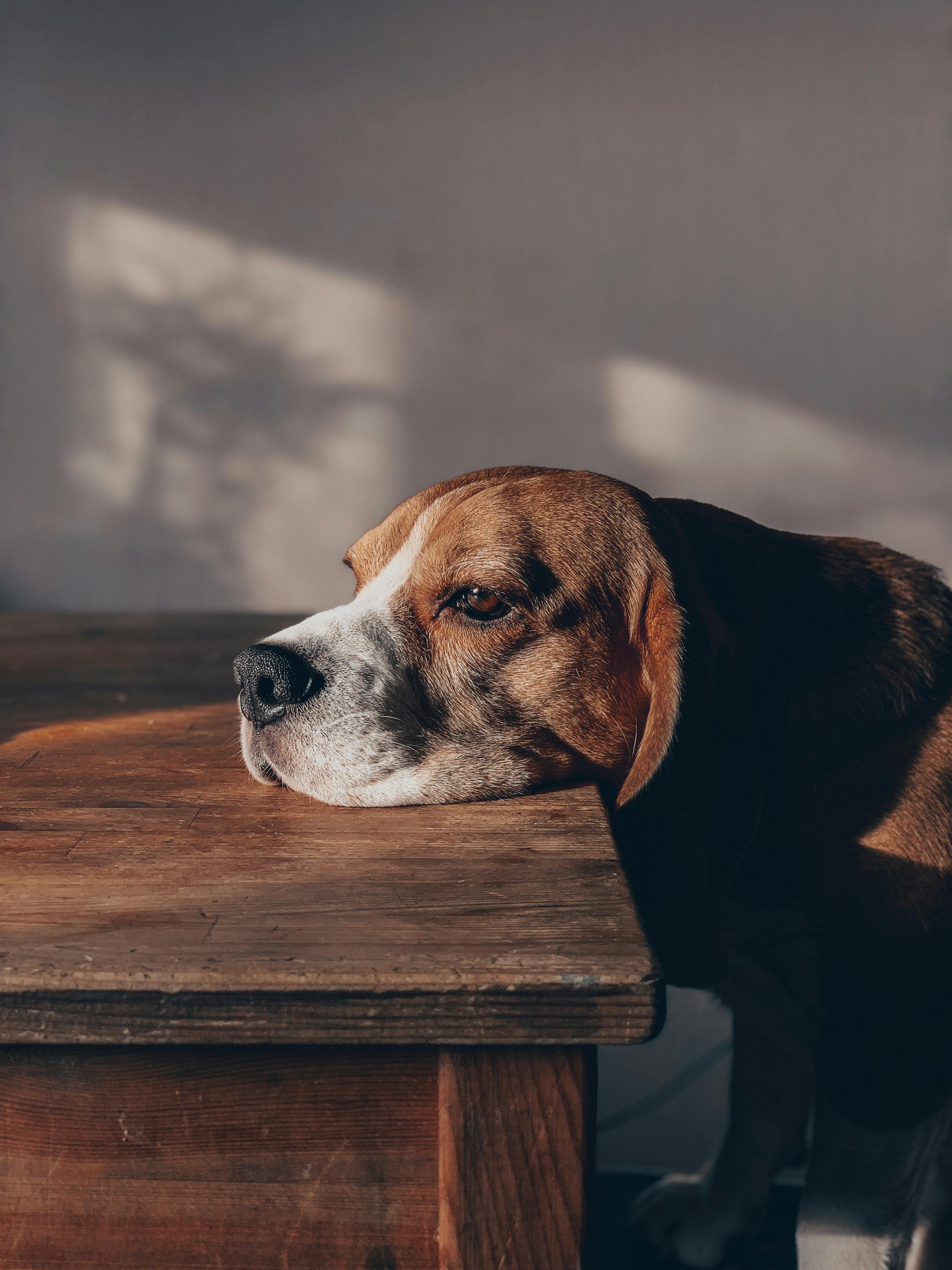 3024x4032 Sad Dog Photo, Download The BEST Free Sad Dog & HD Image