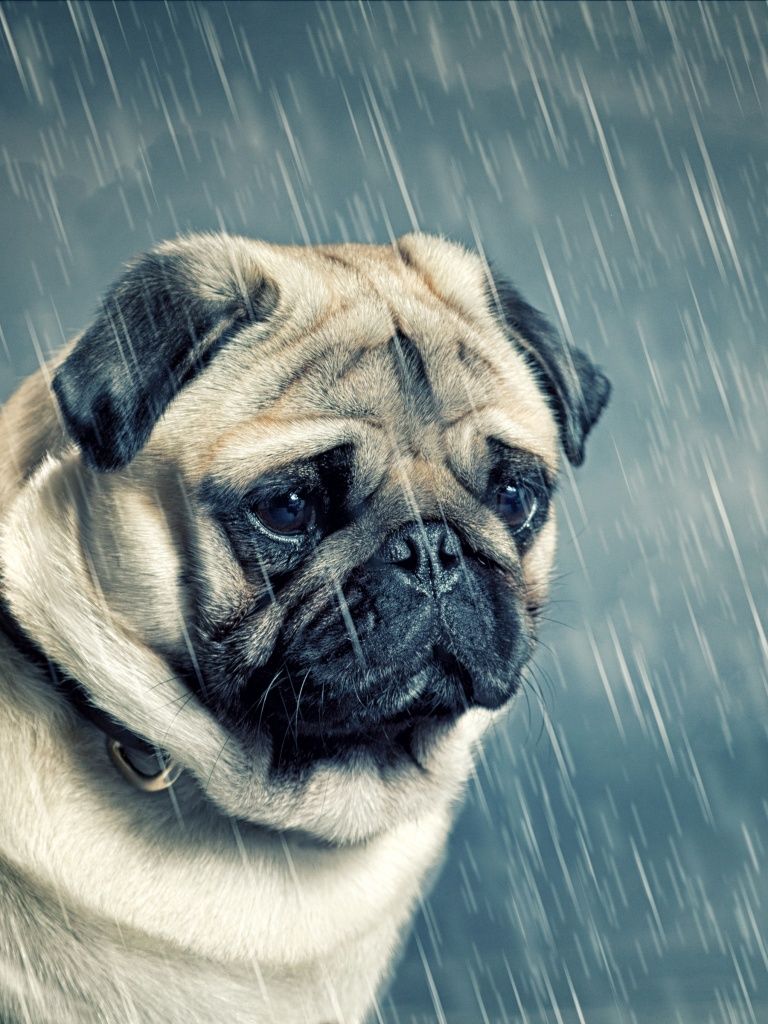 768x1024 Sad Pug Wallpaper 4K, Sad dog, Sad puppy, Raining