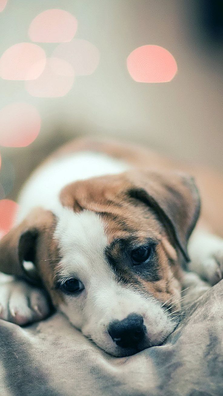 736x1308 Sad Puppy Dog Bokeh Background iPhone 8 Wallpaper