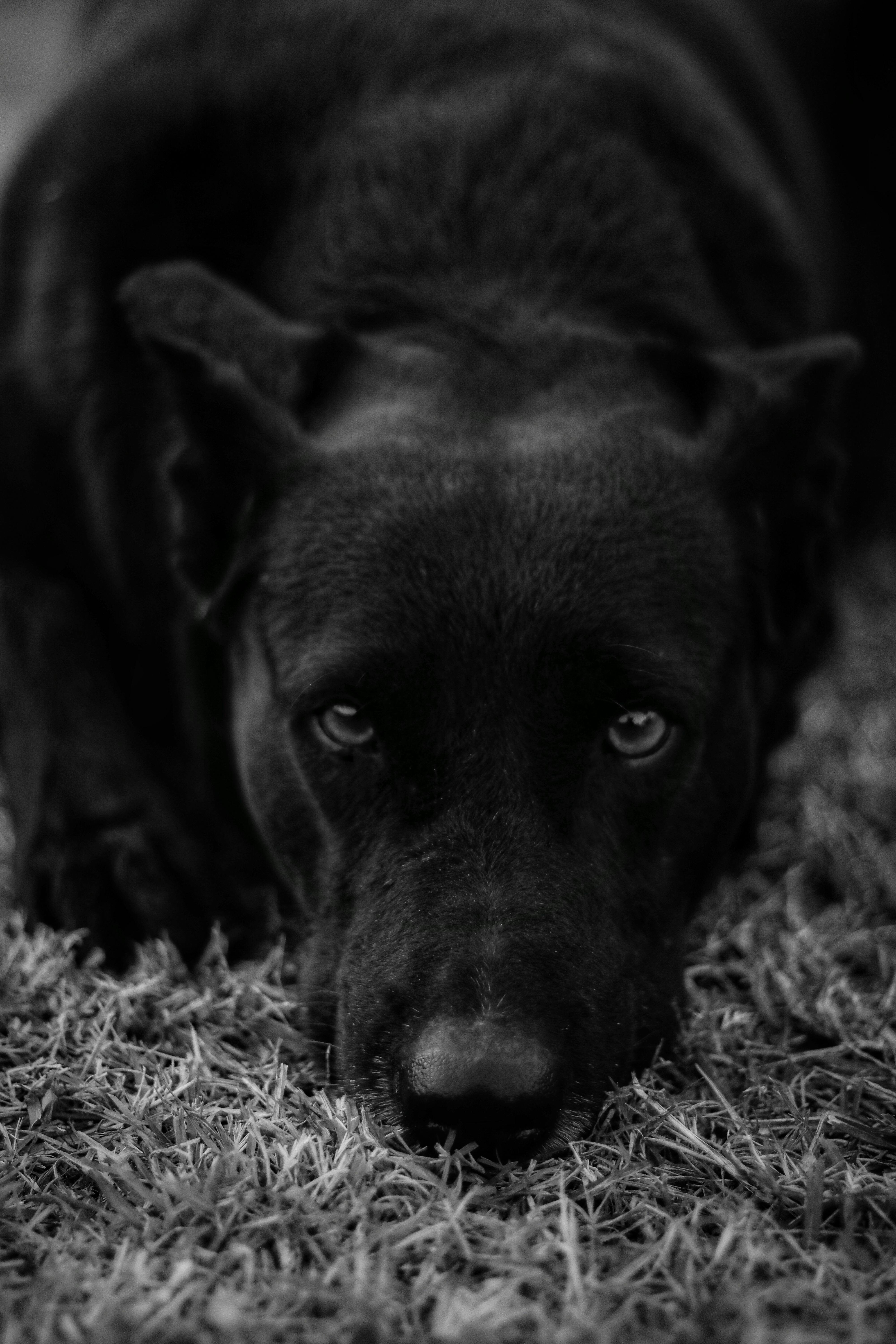 4000x5998 Sad Labrador Retriever · Free