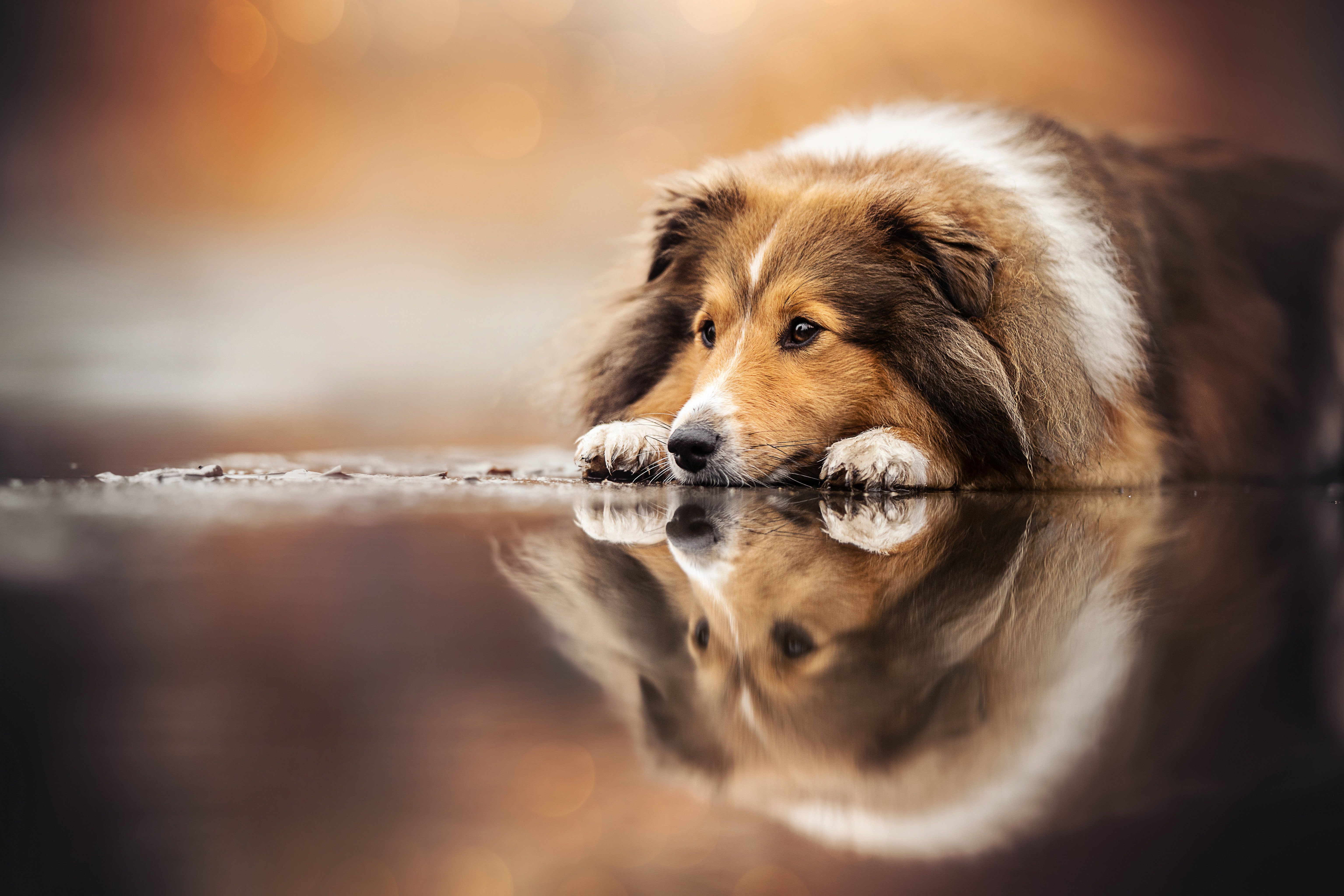 6144x4096 Shetland Sheepdog Wallpaper 4K, Sheltie, Breed Dog, 5K, Sad dog