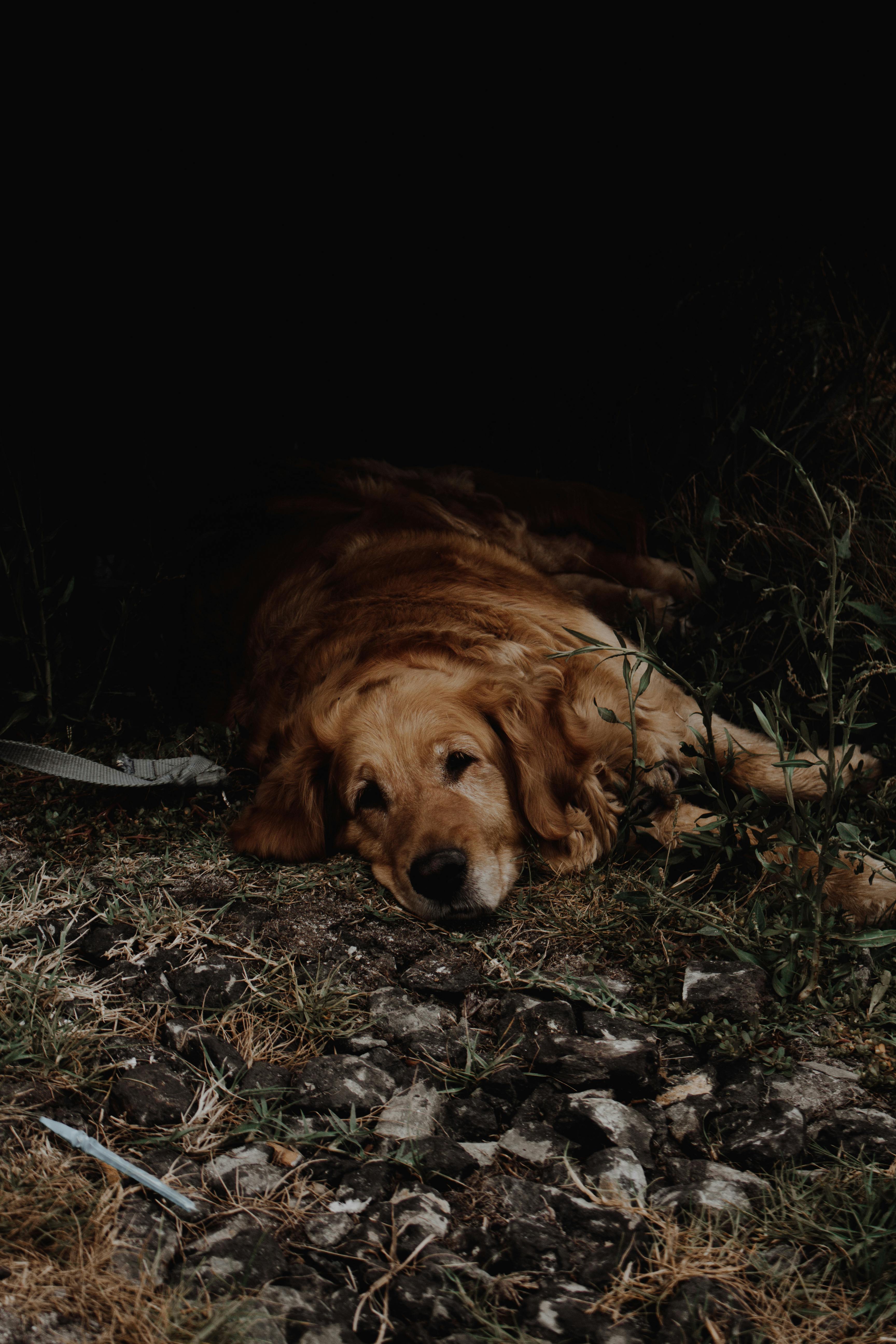 3456x5184 Photo of Sad Dog Lying Down on The Ground · Free