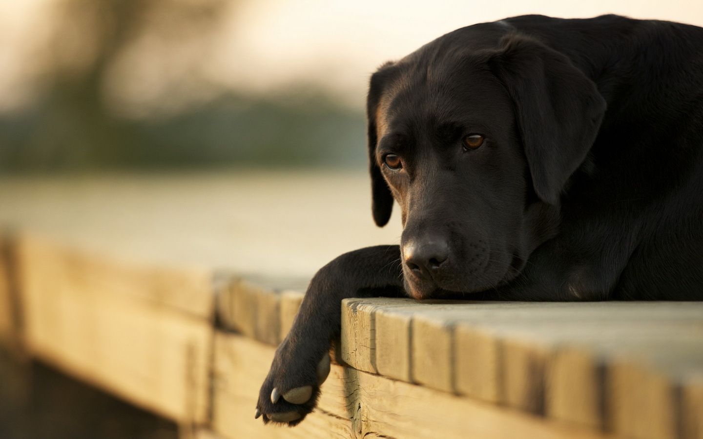 1440x900 Sad Dog Wallpaper 1 Town Animal Hospital Elgin Vet