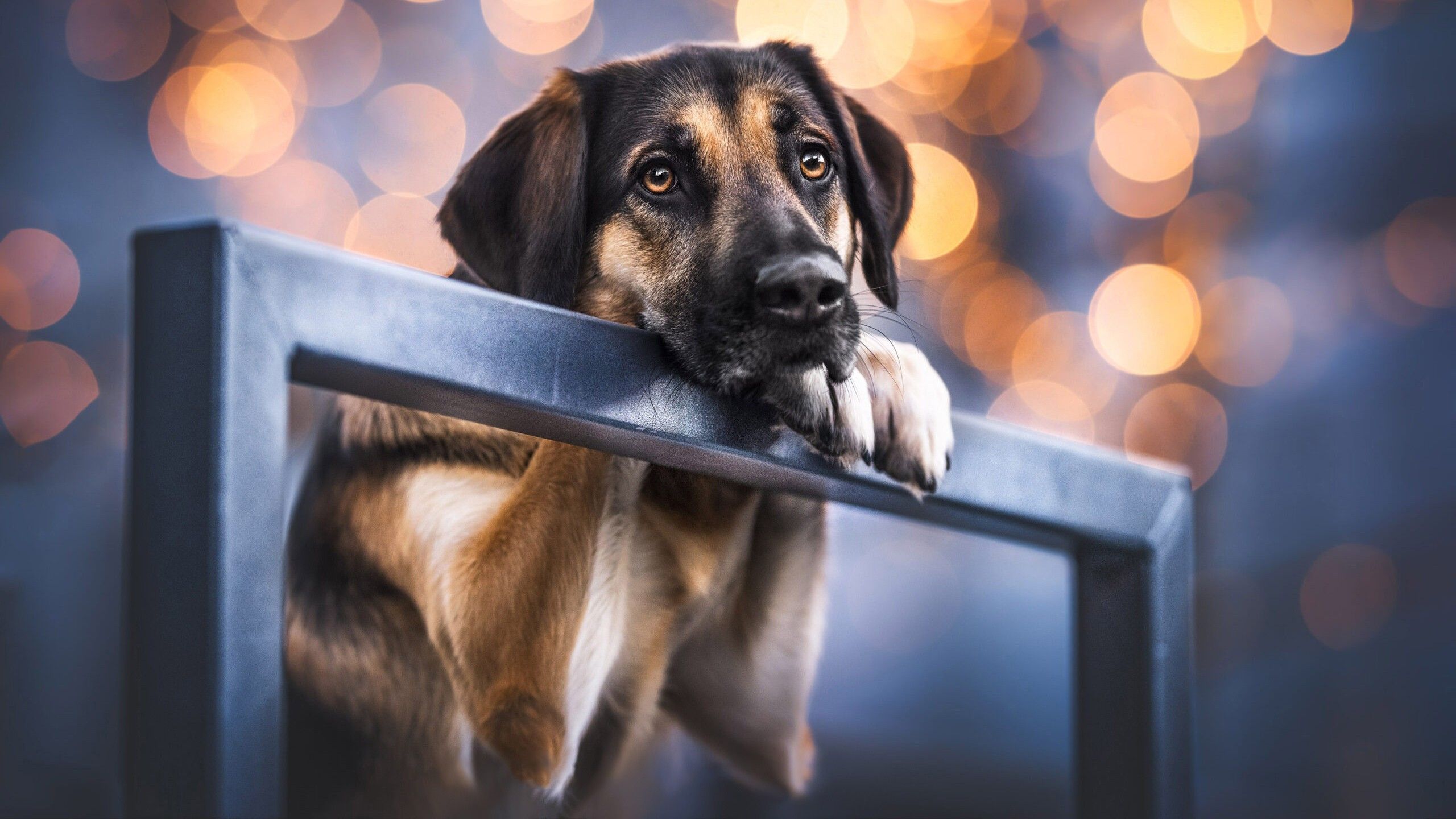 2560x1440 Brown Black Dog With Sad Face Is Standing In Blur Lights Bokeh Background HD Dog Wallpaper
