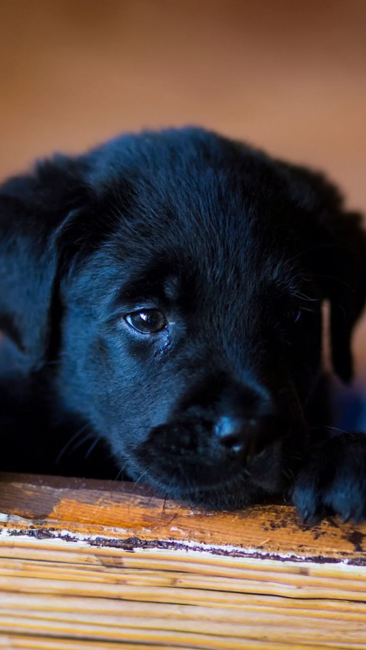 736x1308 Puppy Labrador Sad Look