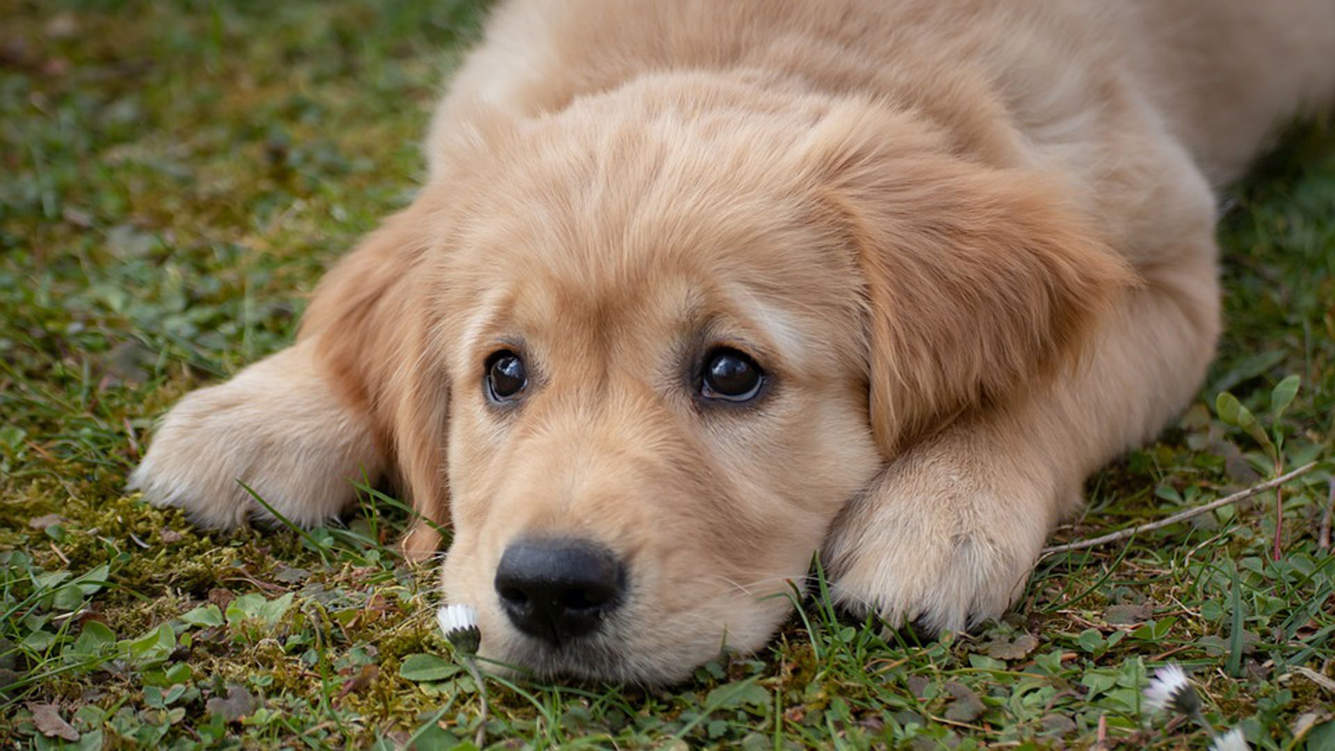 1920x1080 Closeup View Of Sad Look Of Dog Puppy Face HD Dog Wallpaper