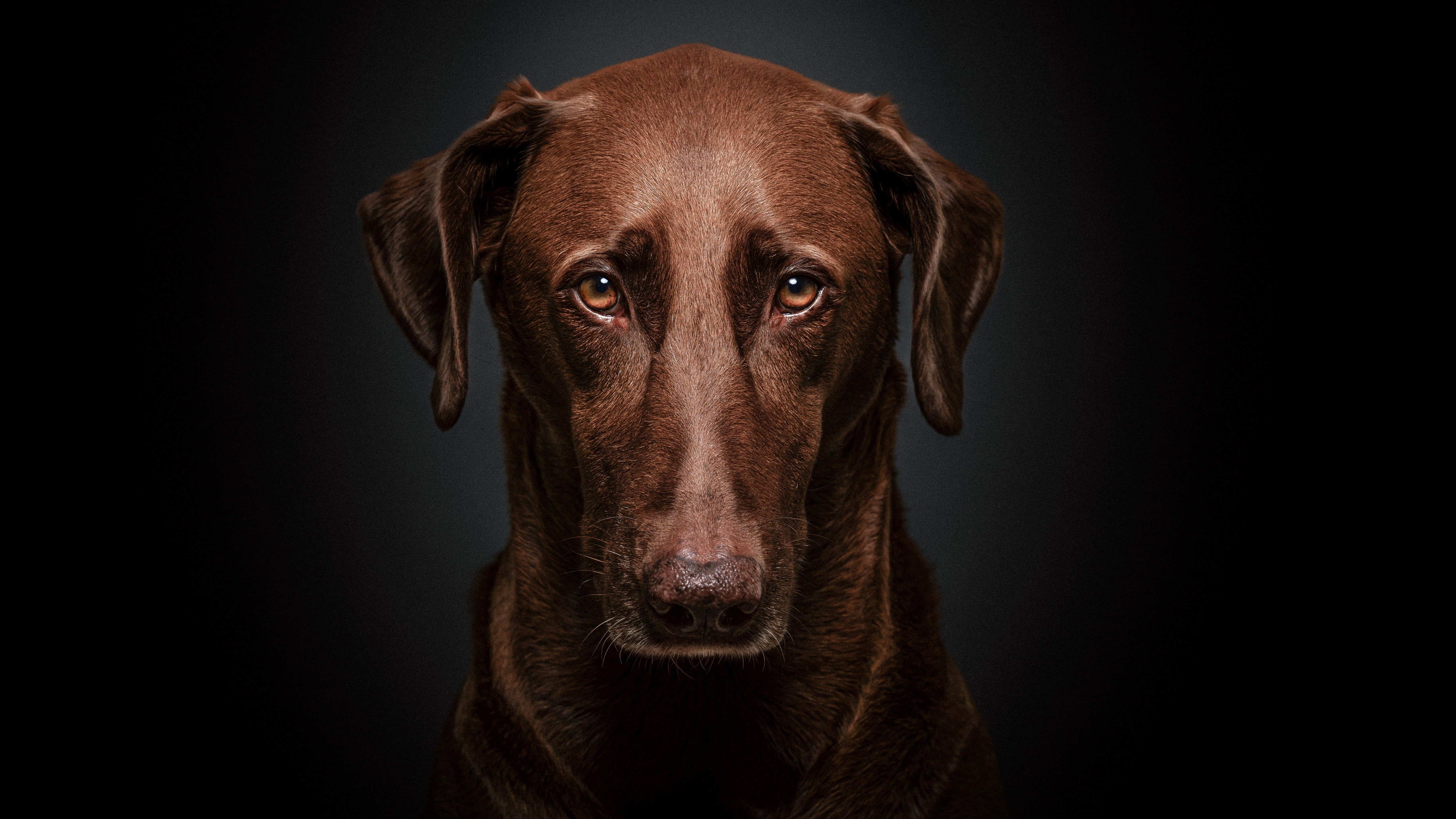 5120x2880 Brown Dog With Sad Look In Dark Background 4K 5K HD Dog Wallpaper