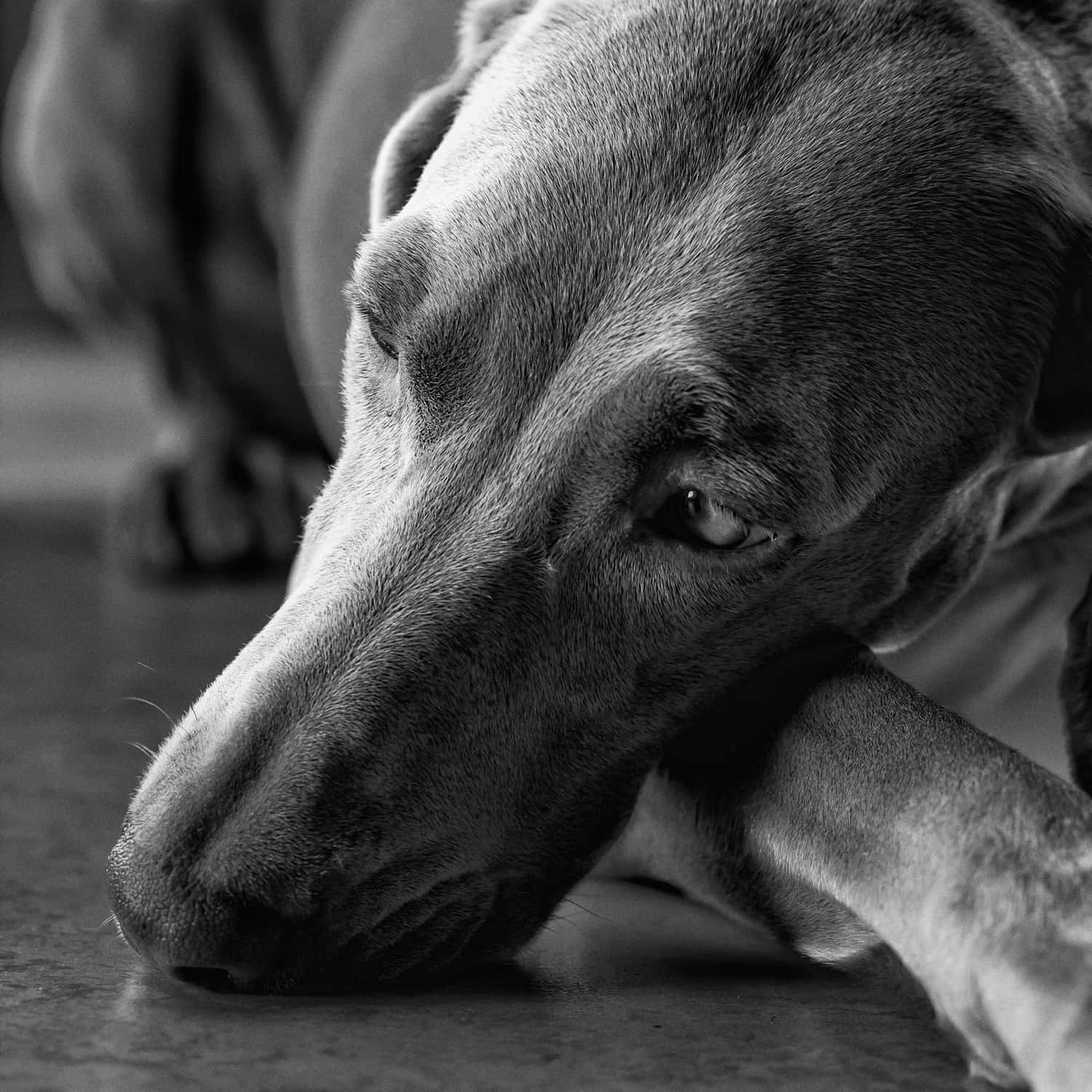 1500x1500 Sad Dog Wallpaper