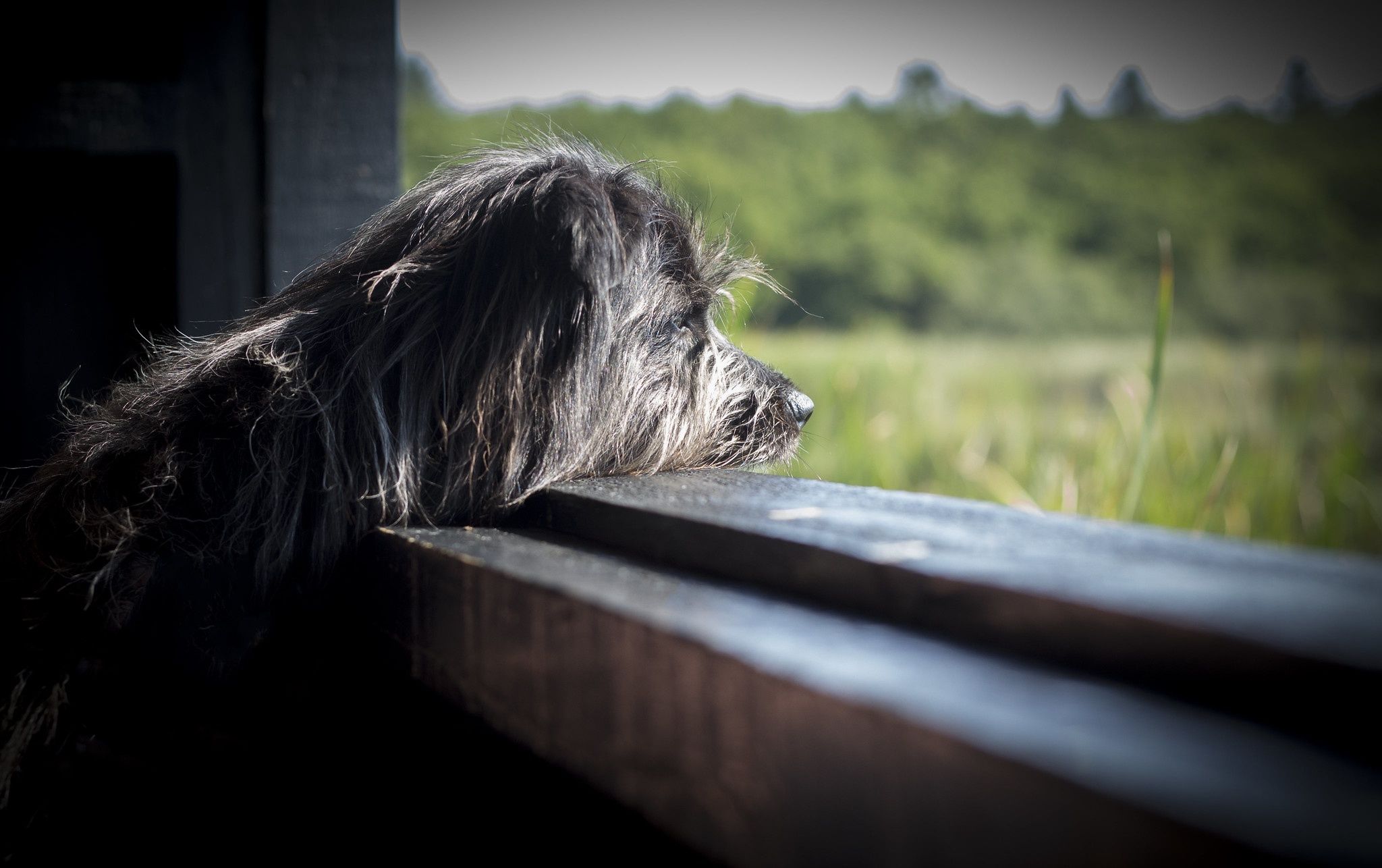 2048x1286 Wallpaper dog, profile, looks, sad for mobile and desktop, section собаки, resolution 2048x1286