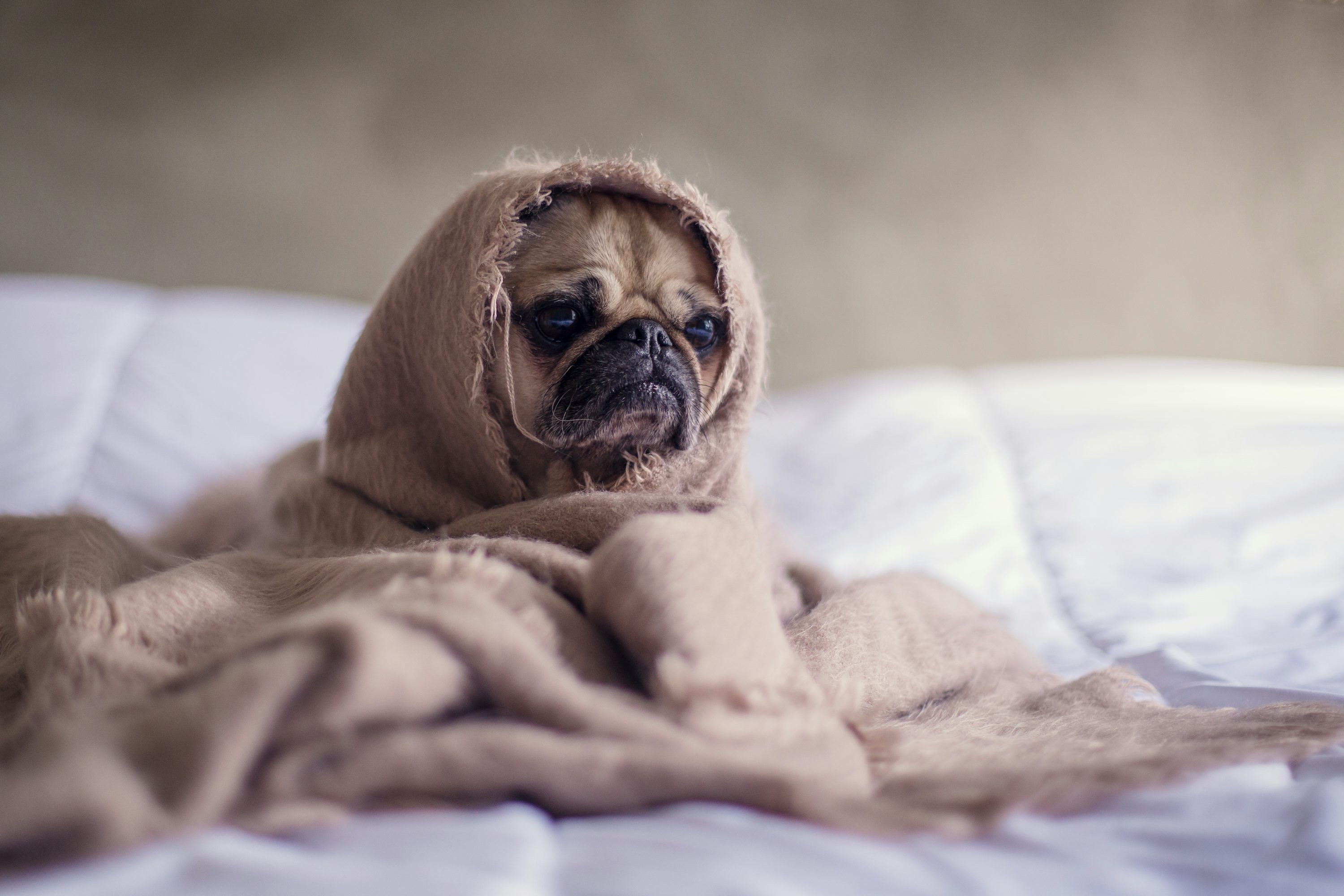 3000x2000 Sad Dog Picture. Download Free Image