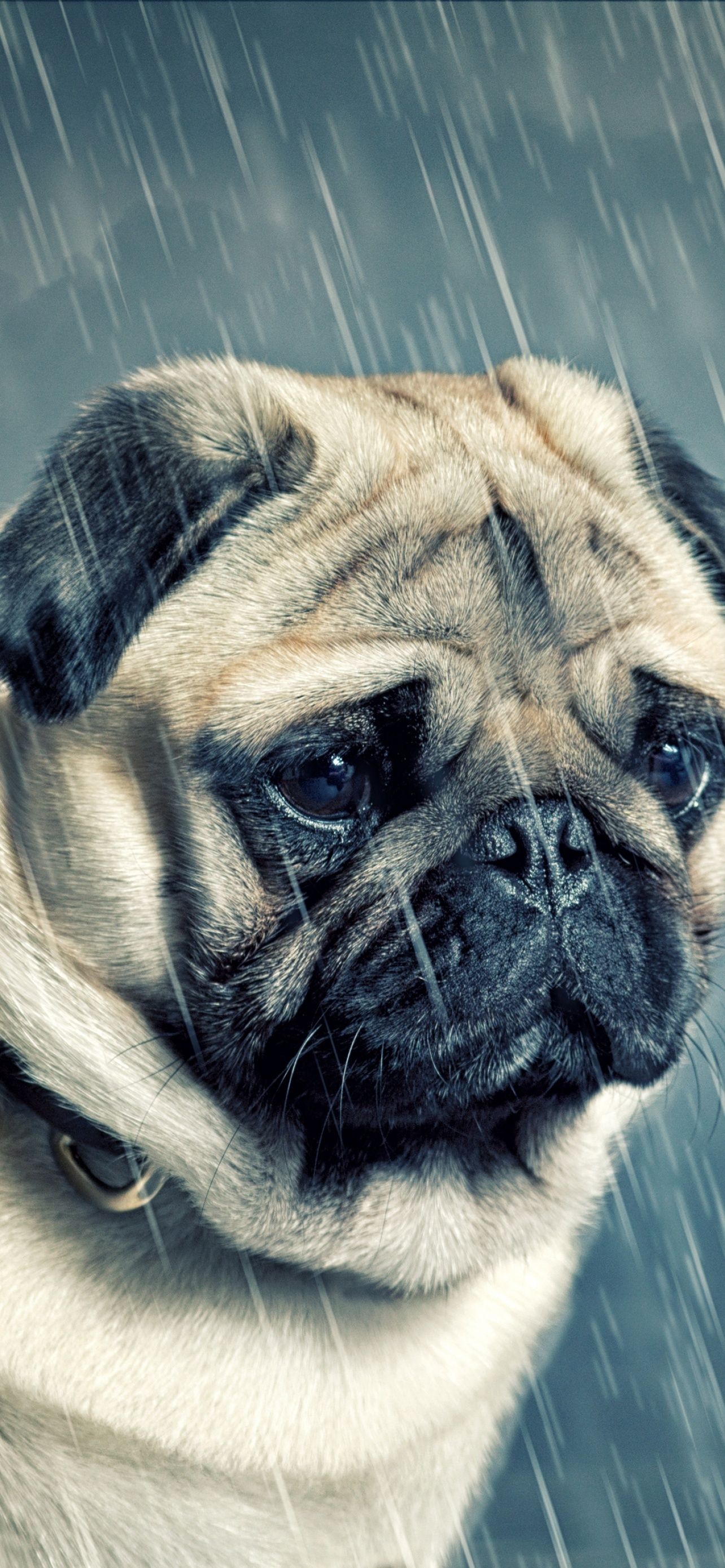 1284x2778 Free HD Sad Dog Wallpaper