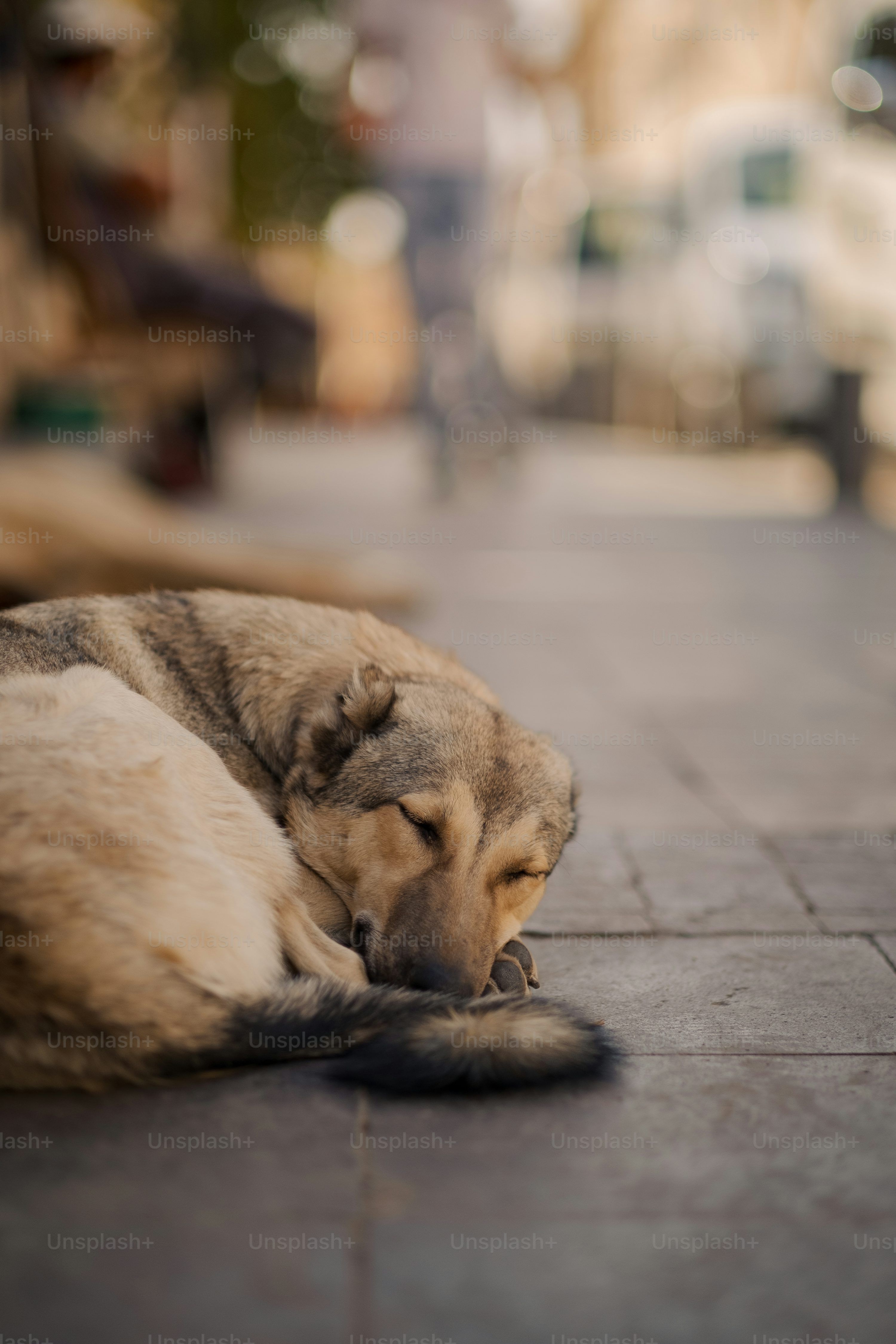 3000x4500 Stray Dog Picture. Download Free Image