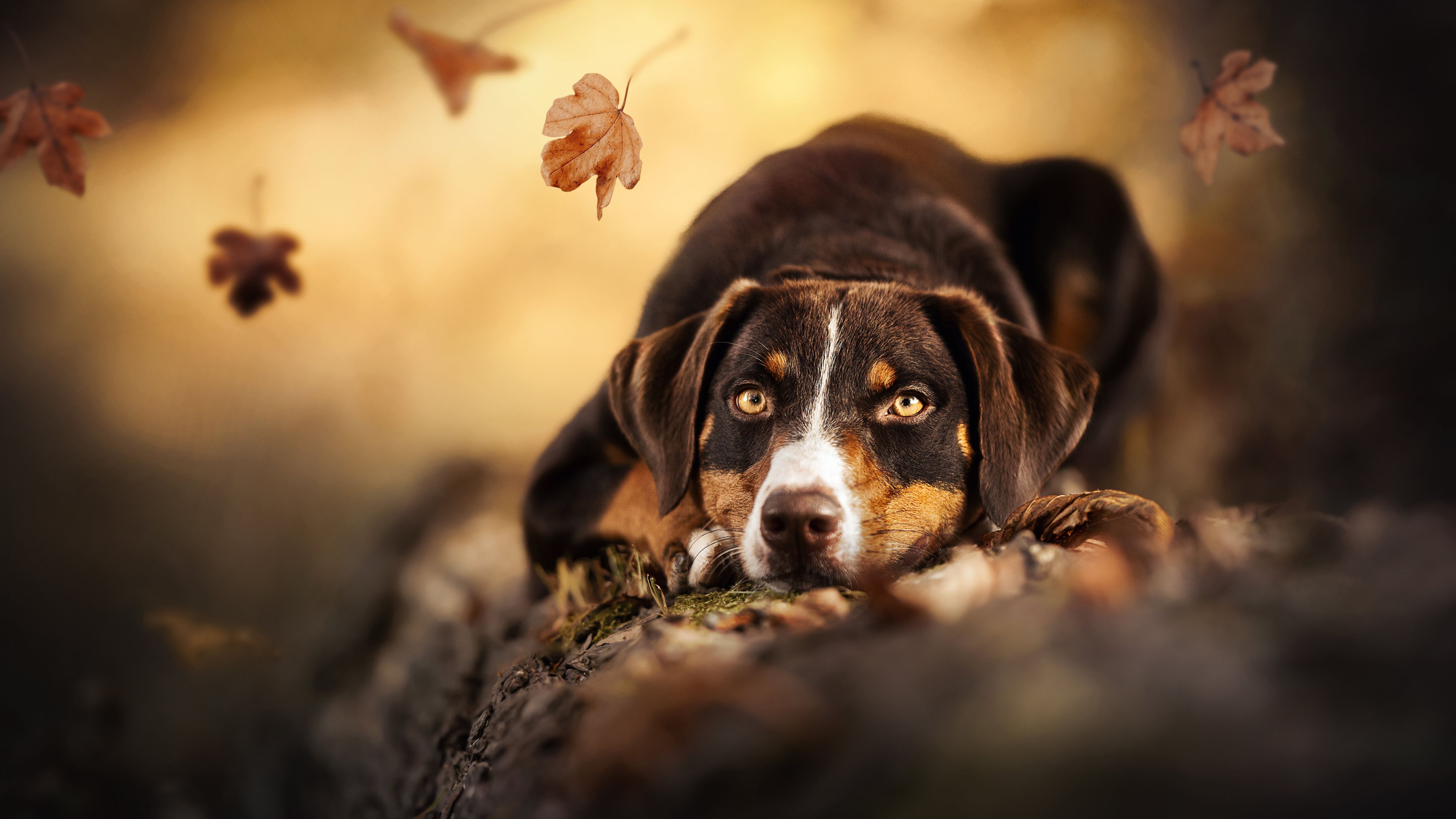 5120x2880 Brown Black Lying Dry Leaves Blur Background Sad Face 4K 5K HD Dog Wallpaper