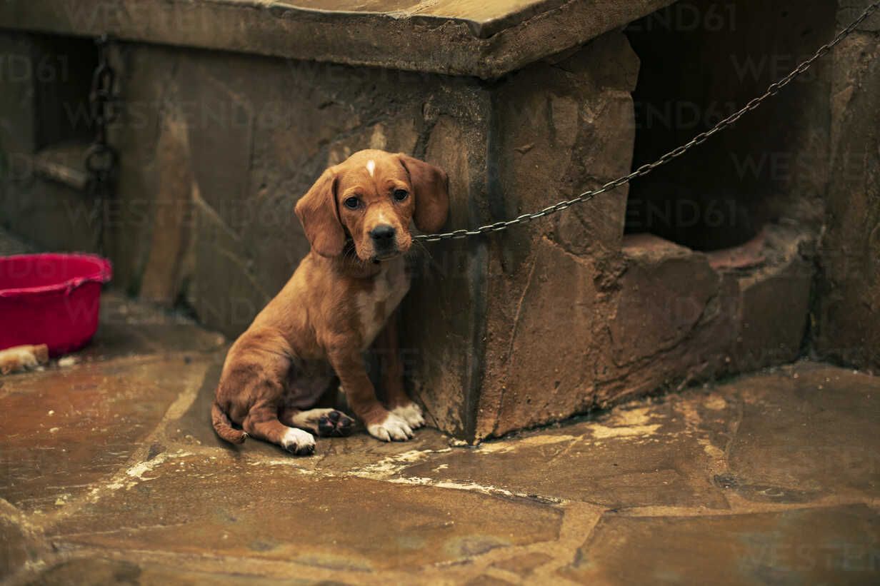 1232x821 Portrait of a sad puppy tied